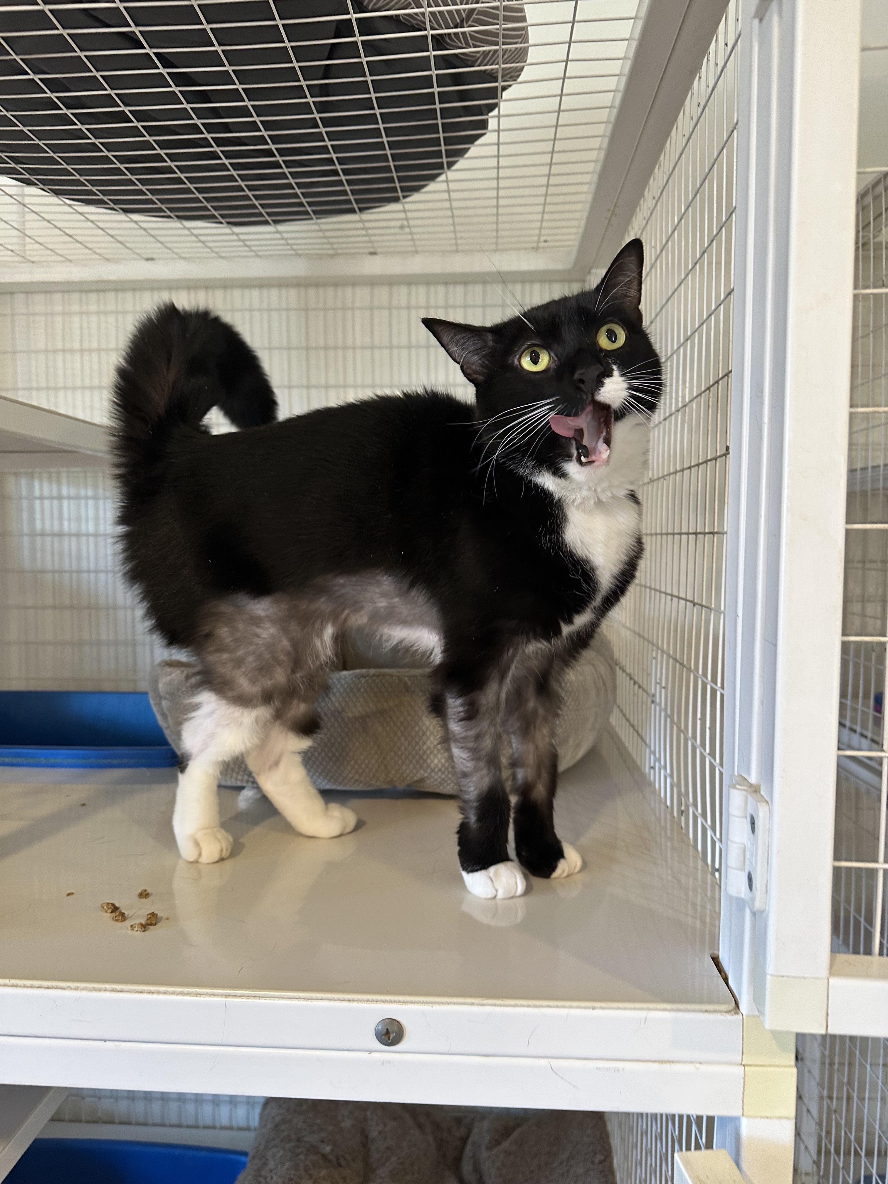 Enlarge Zoom, a Adoptable Domestic Short Hair in Clifton, NJ image 1/6