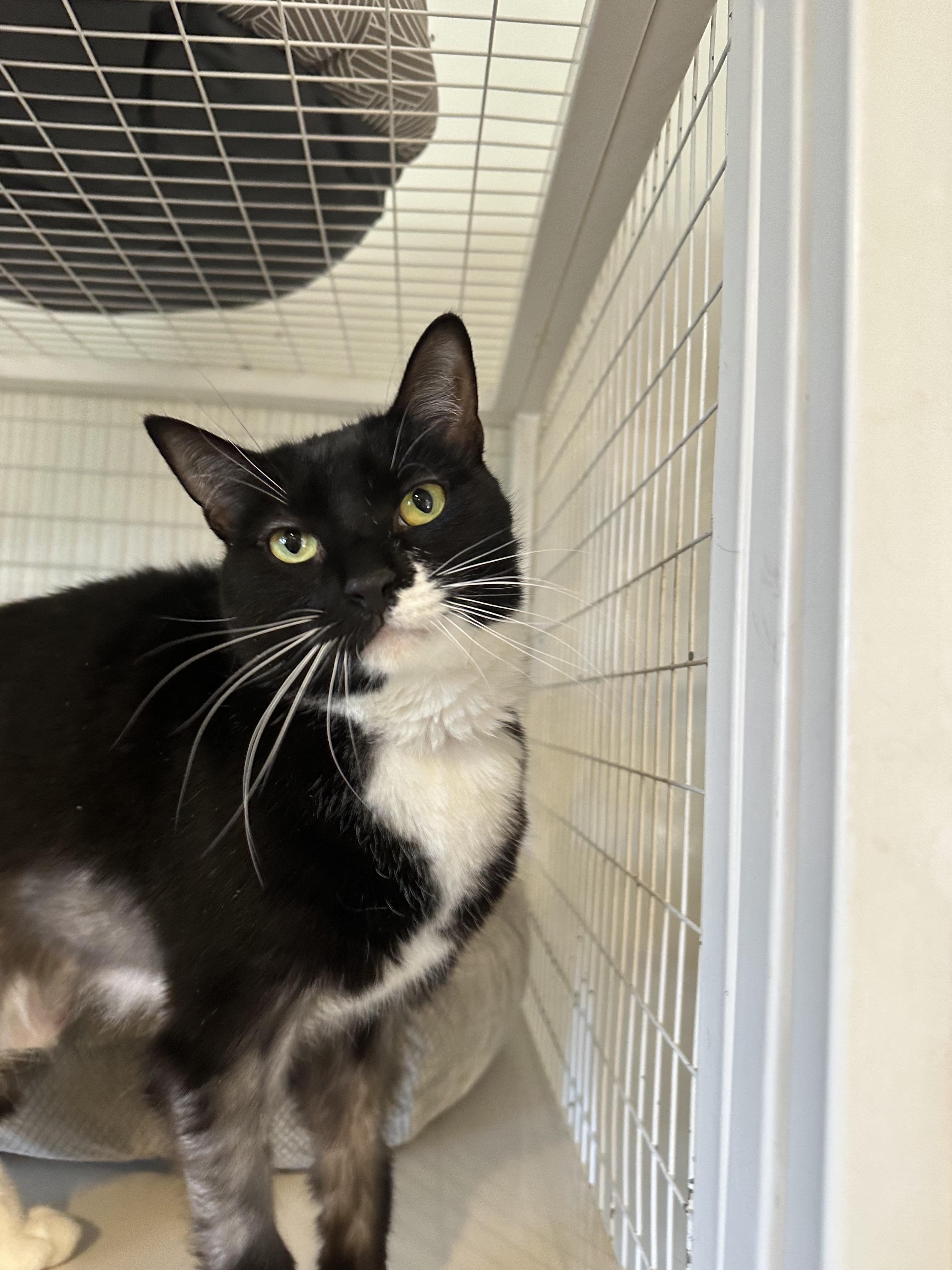 Enlarge Zoom, a Adoptable Domestic Short Hair in Clifton, NJ image 2/6