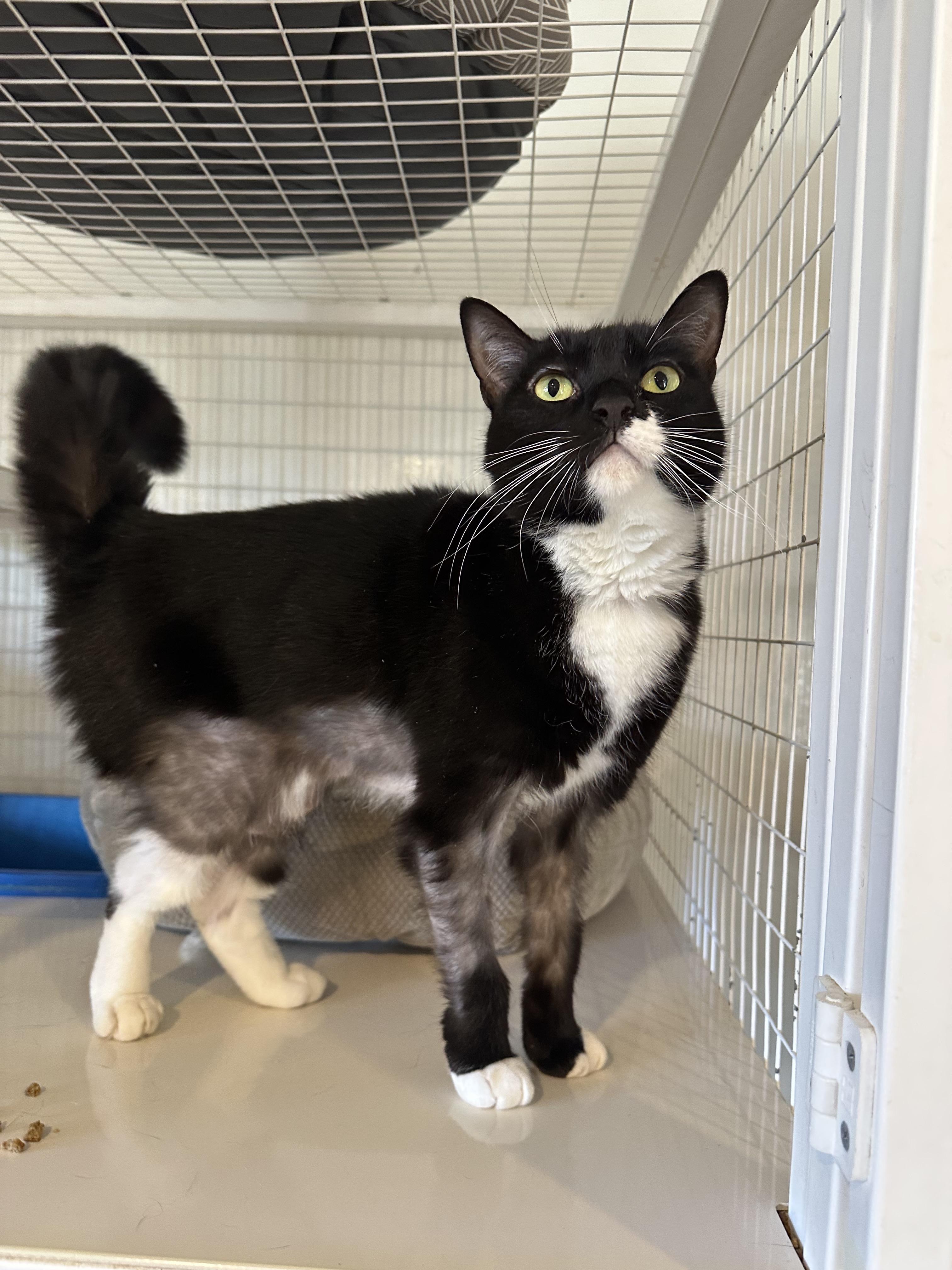 Enlarge Zoom, a Adoptable Domestic Short Hair in Clifton, NJ image 3/6