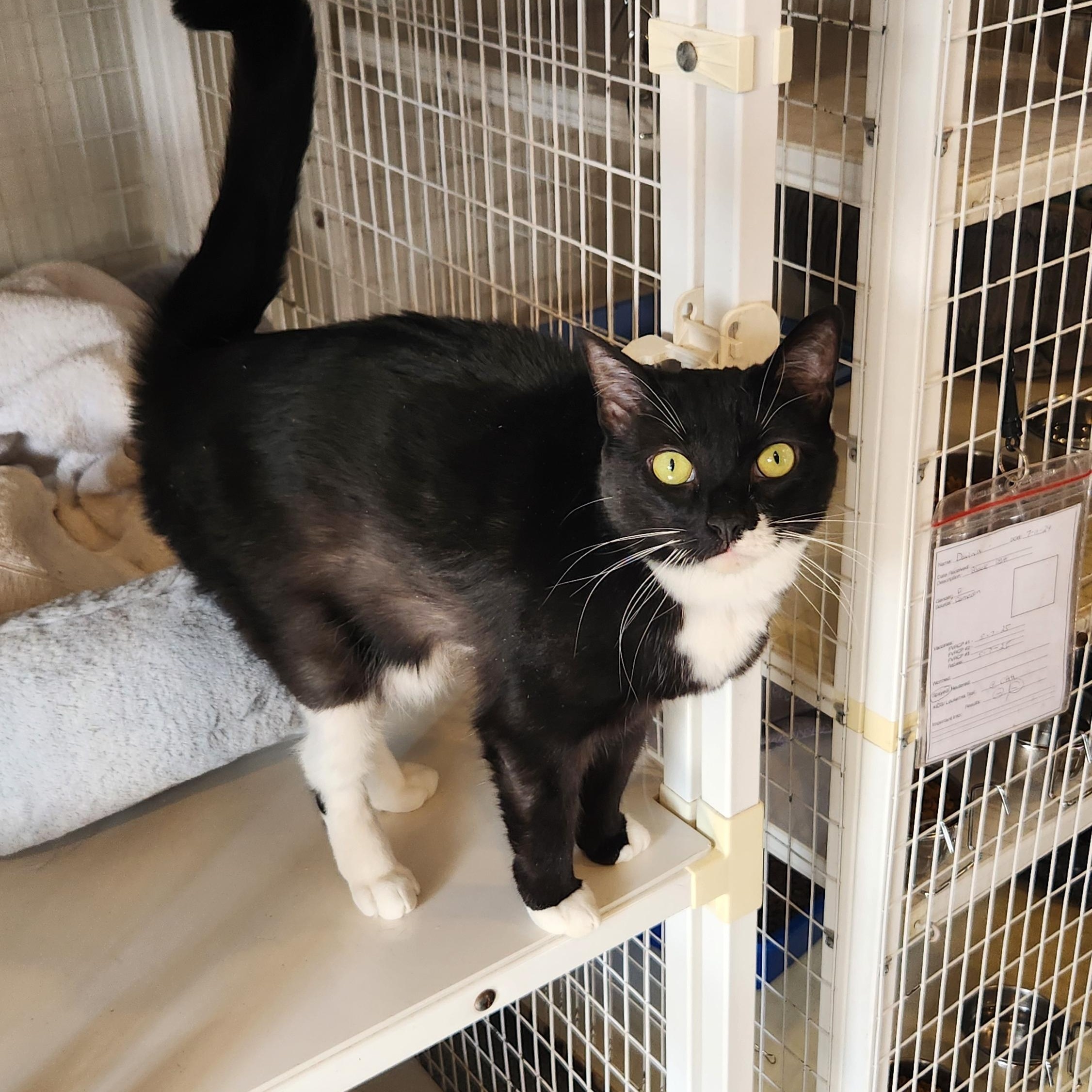 Zoom, a Adoptable Domestic Short Hair in Clifton, NJ image 5/5