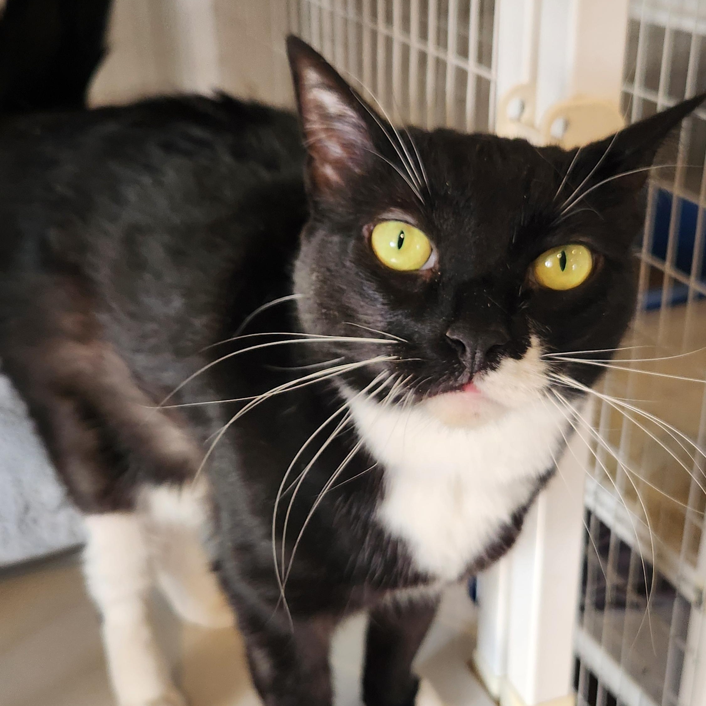 Zoom, a Adoptable Domestic Short Hair in Clifton, NJ image 1/5