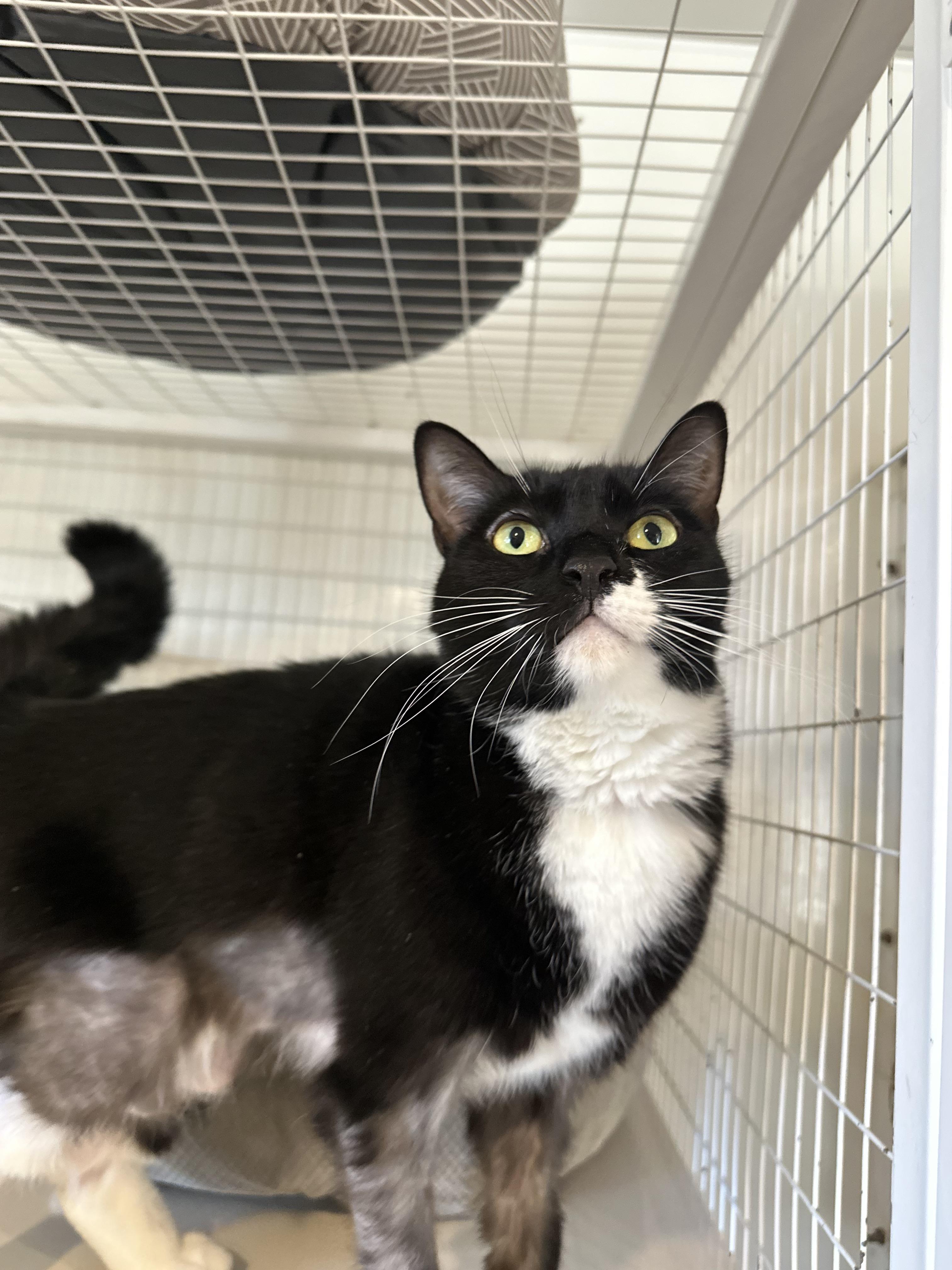 Enlarge Zoom, a Adoptable Domestic Short Hair in Clifton, NJ image 4/6