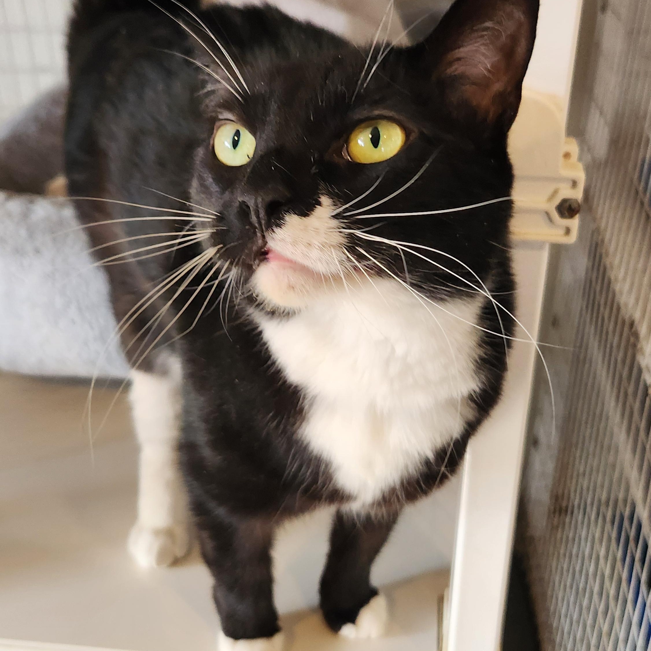Zoom, a Adoptable Domestic Short Hair in Clifton, NJ image 4/5