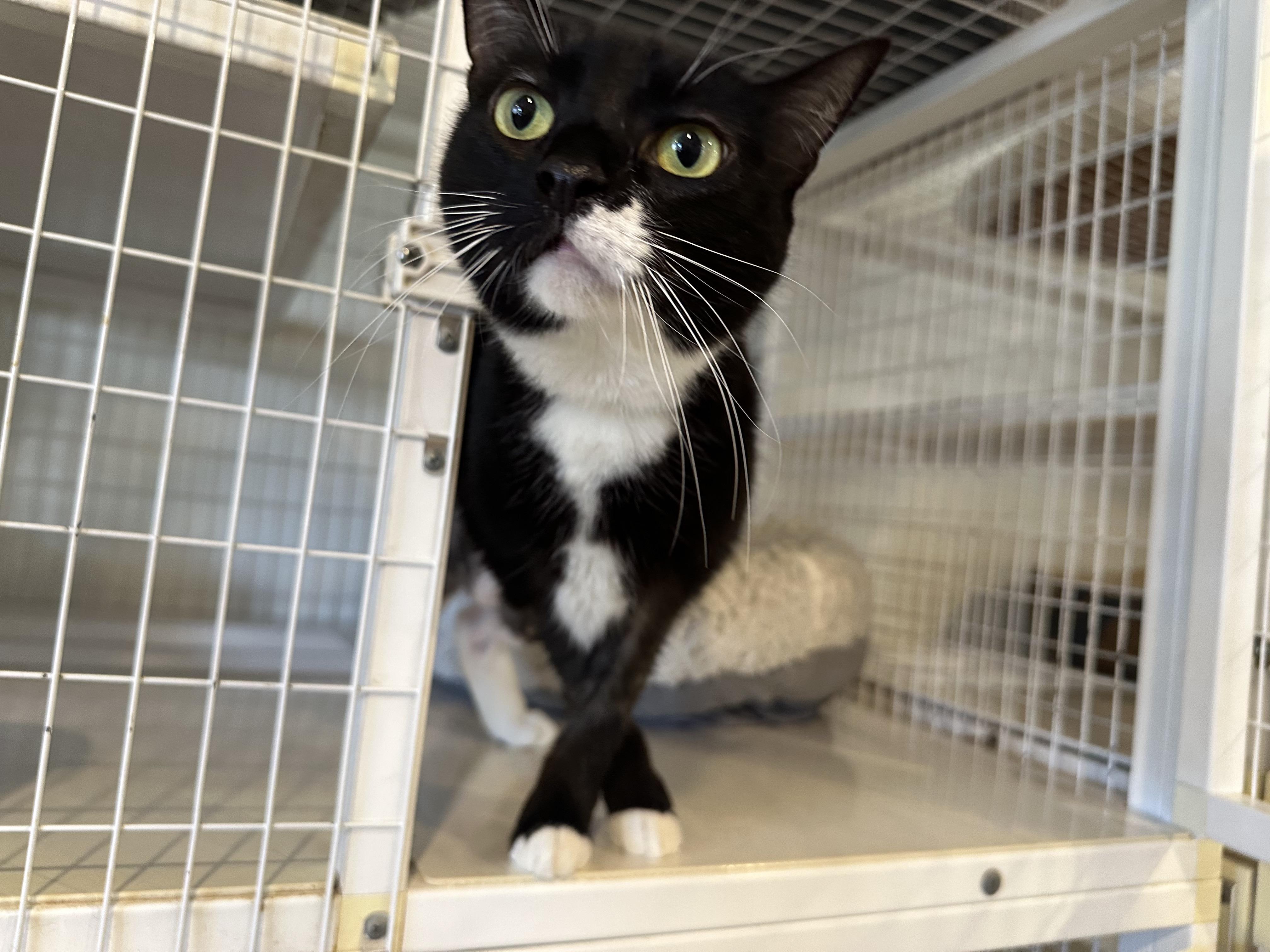 Enlarge Zoom, a Adoptable Domestic Short Hair in Clifton, NJ image 5/6