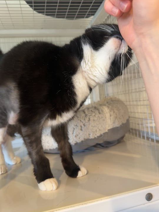 Enlarge Zoom, a Adoptable Domestic Short Hair in Clifton, NJ video 6/6