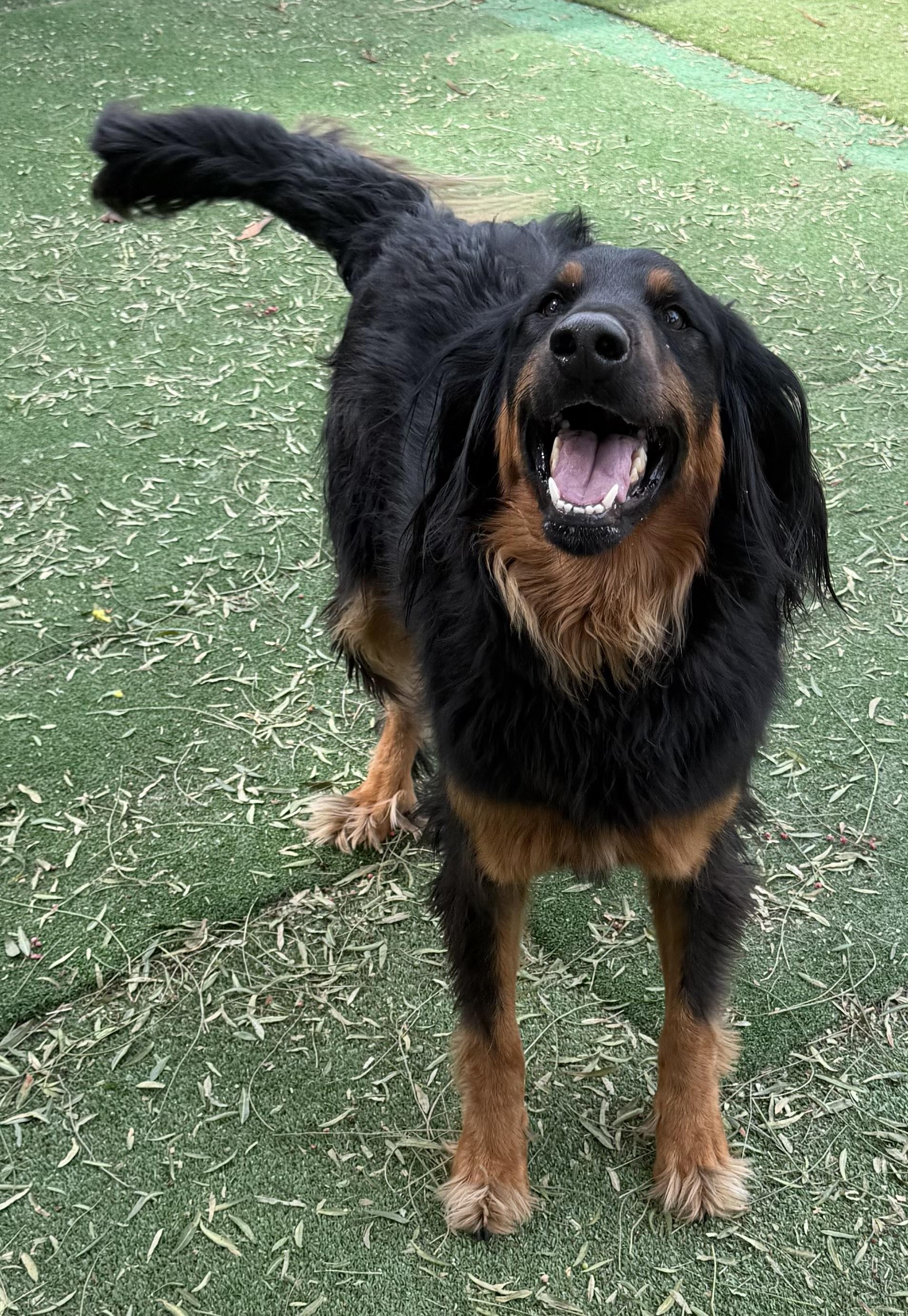 Enlarge OLIVER THE BERNADOODLE, an adopted Bernedoodle in Carlsbad, CA image 3/6