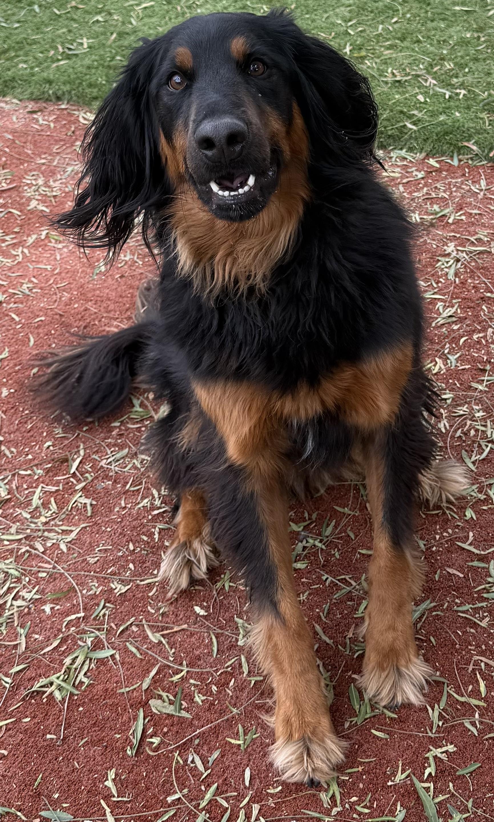 Enlarge OLIVER THE BERNADOODLE, an adopted Bernedoodle in Carlsbad, CA image 6/6