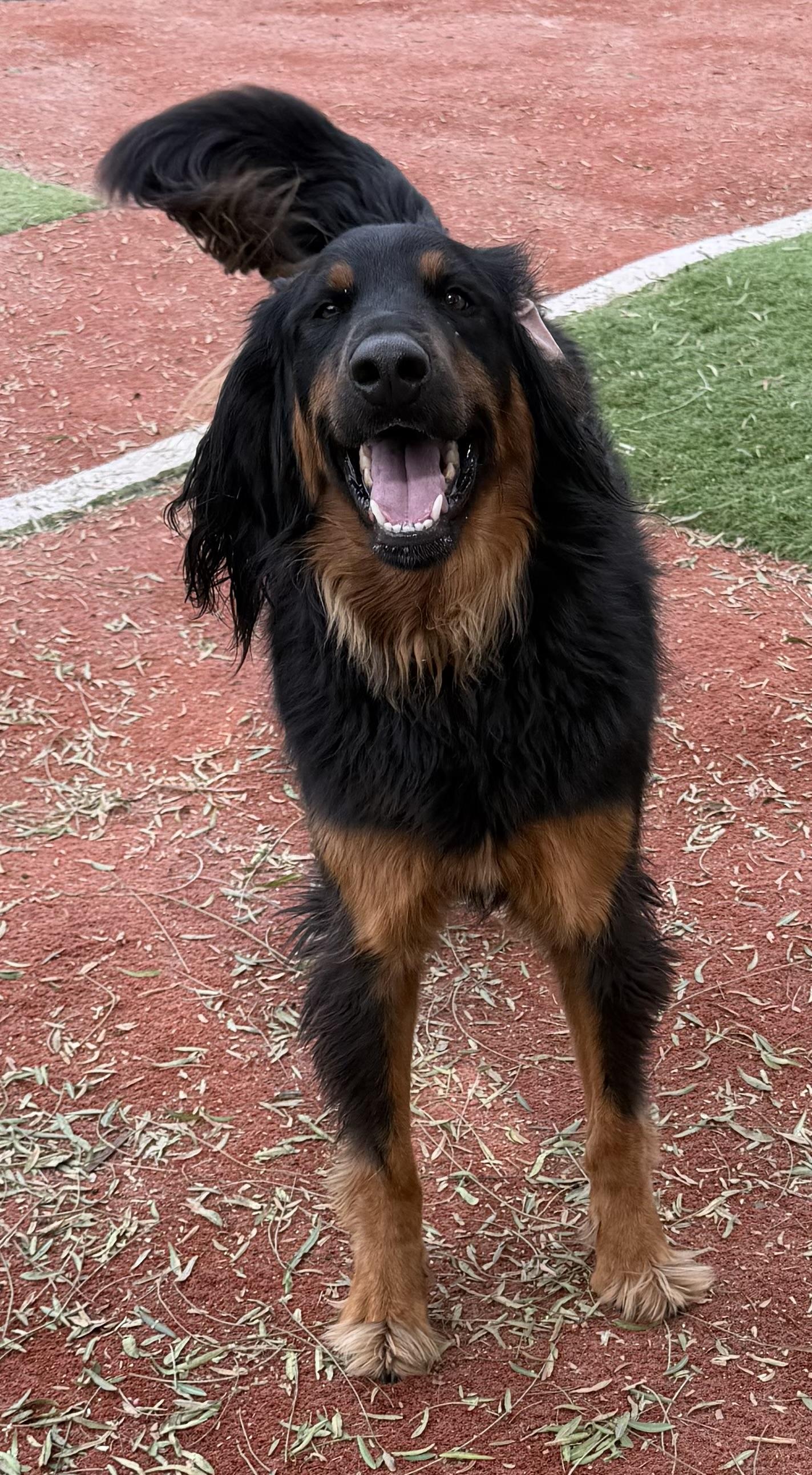 Enlarge OLIVER THE BERNADOODLE, an adopted Bernedoodle in Carlsbad, CA image 4/6