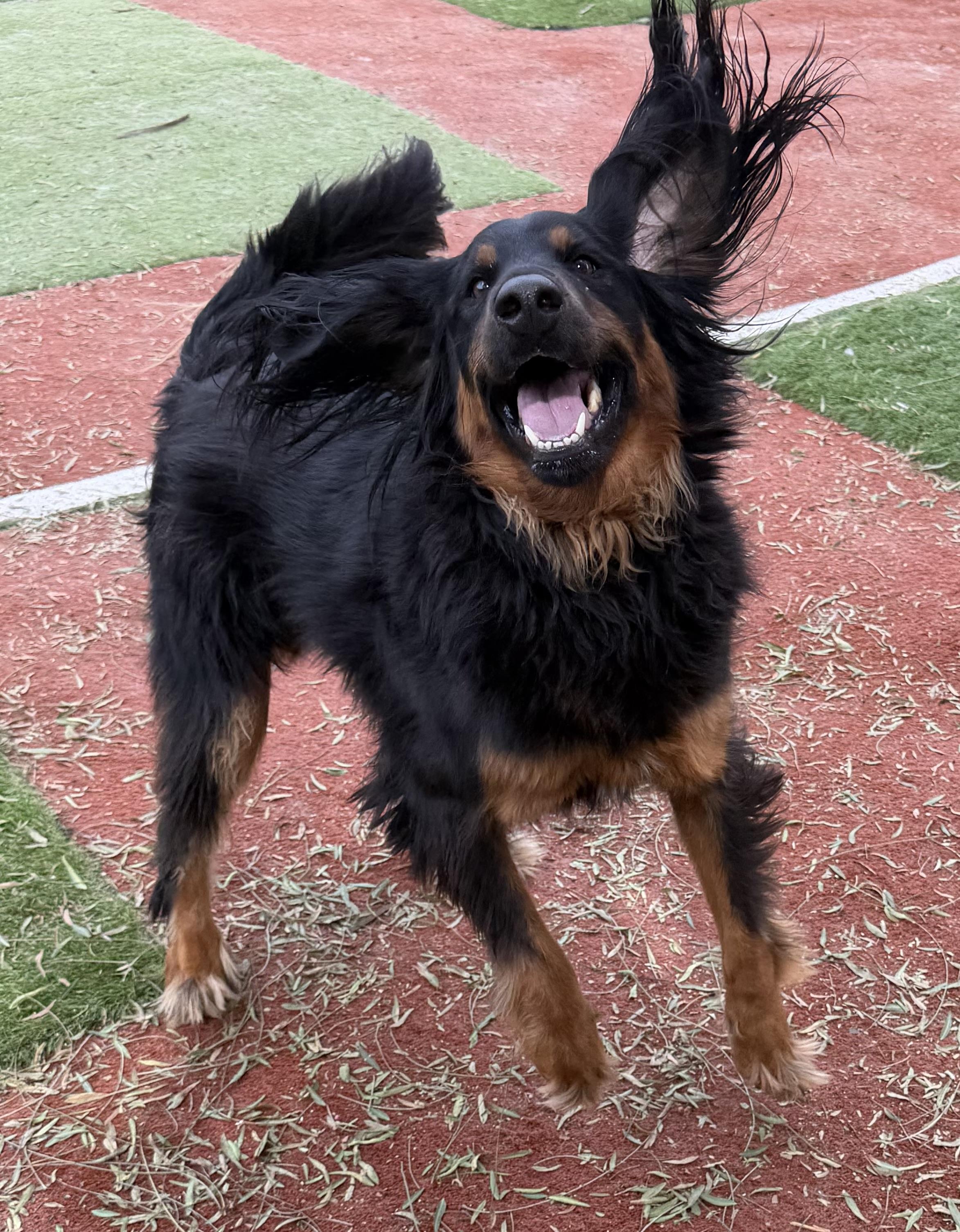 Enlarge OLIVER THE BERNADOODLE, an adopted Bernedoodle in Carlsbad, CA image 2/6