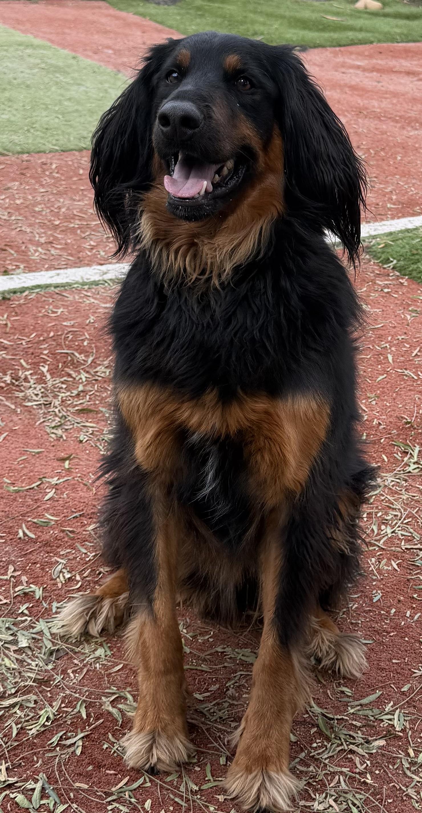 Enlarge OLIVER THE BERNADOODLE, an adopted Bernedoodle in Carlsbad, CA image 1/6