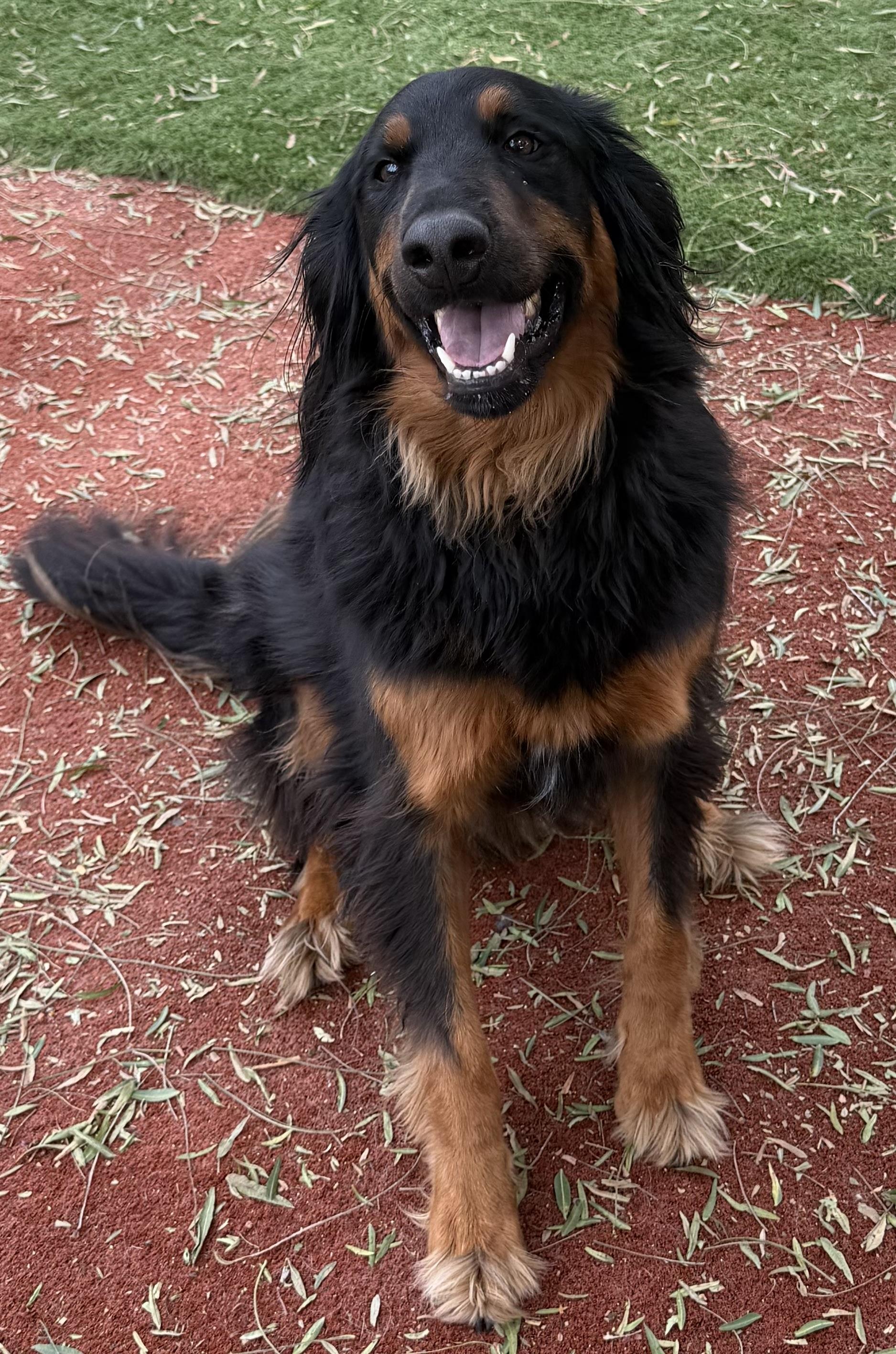 Enlarge OLIVER THE BERNADOODLE, an adopted Bernedoodle in Carlsbad, CA image 5/6