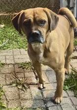Bennie, ADOPTABLE, Adult Male Boxer.