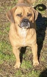 Bennie, ADOPTABLE, Adult Male Boxer.