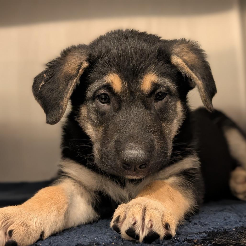 Enlarge Acorn, a Adoptable German Shepherd Dog in Asheville, NC image 1/2