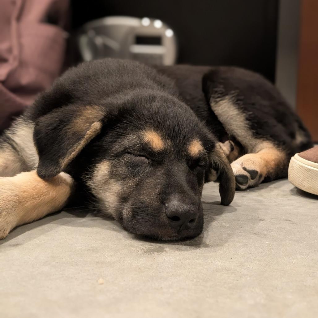Enlarge Acorn, a Adoptable German Shepherd Dog in Asheville, NC image 2/2
