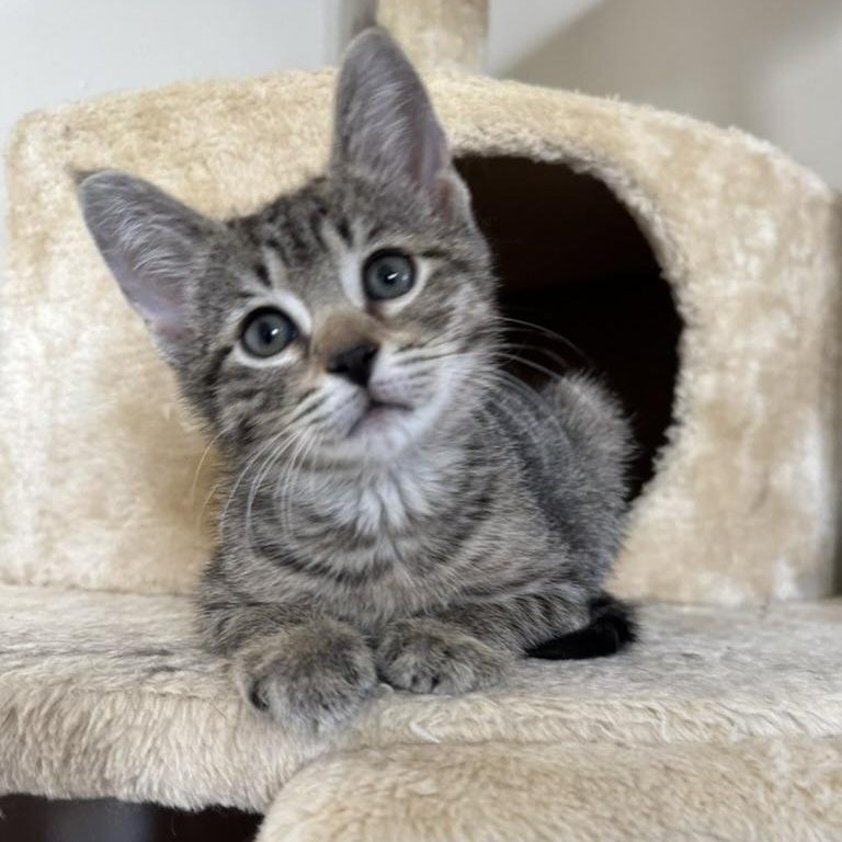 Enlarge Coffee Bean, a Adoptable Domestic Short Hair in Mauldin, SC image 1/6