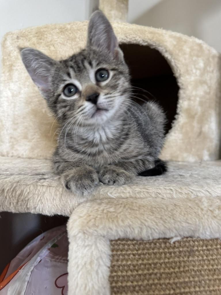 Enlarge Coffee Bean, a ADOPTABLE Domestic Short Hair in Mauldin, SC image 3/5