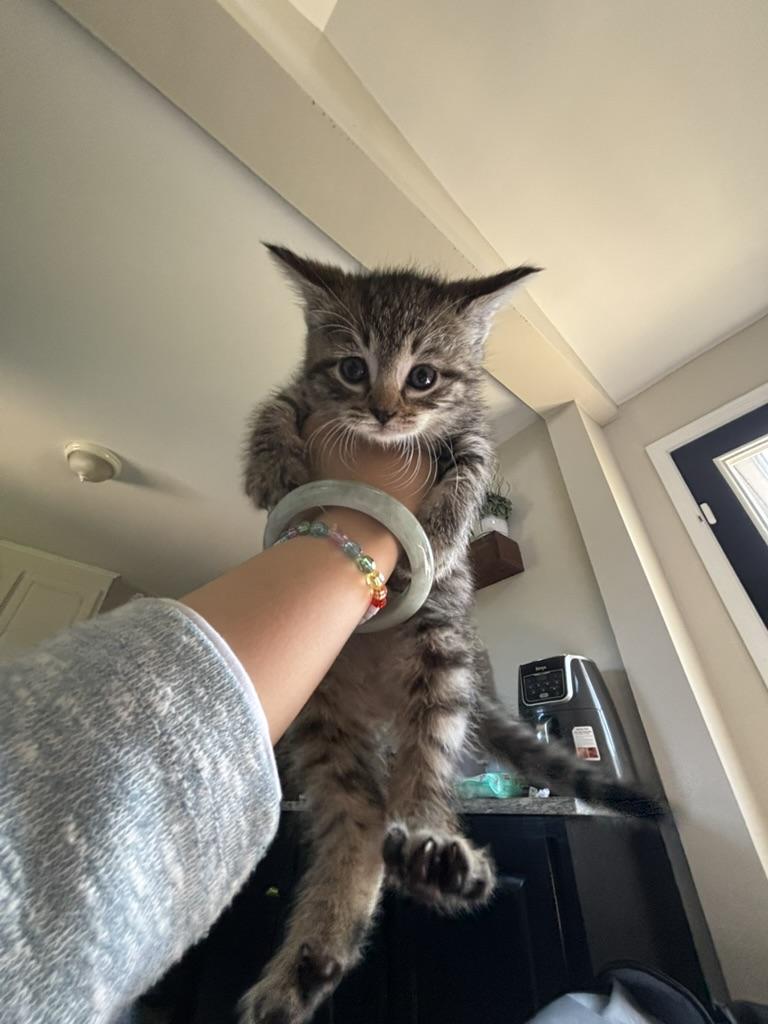 Enlarge Coffee Bean, a ADOPTABLE Domestic Short Hair in Mauldin, SC image 4/5