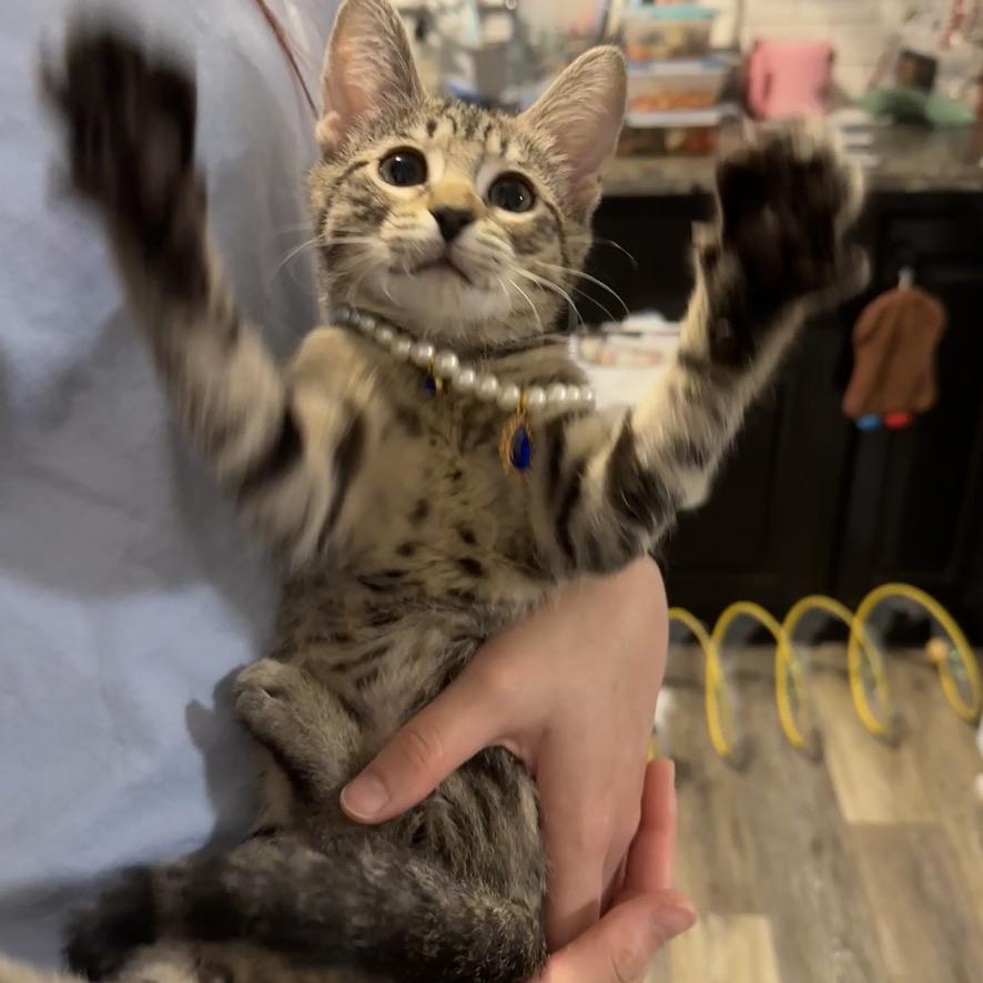 Enlarge Coffee Bean, a ADOPTABLE Domestic Short Hair in Mauldin, SC image 1/5