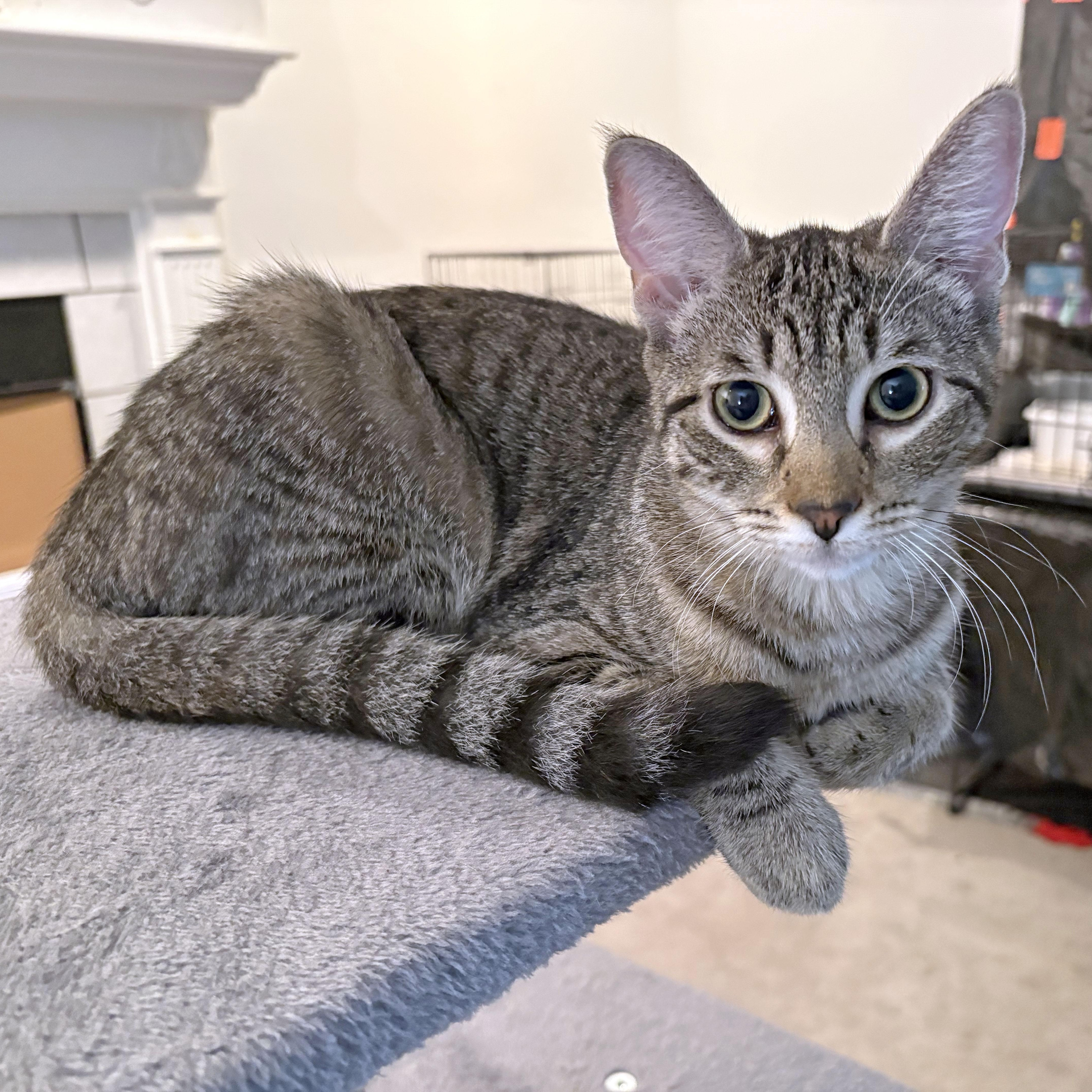 Enlarge Coffee Bean, a Adoptable Domestic Short Hair in Mauldin, SC image 6/6