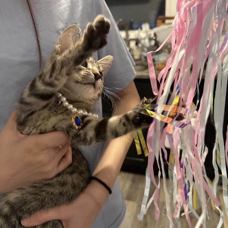 Enlarge Coffee Bean, a ADOPTABLE Domestic Short Hair in Mauldin, SC image 2/5