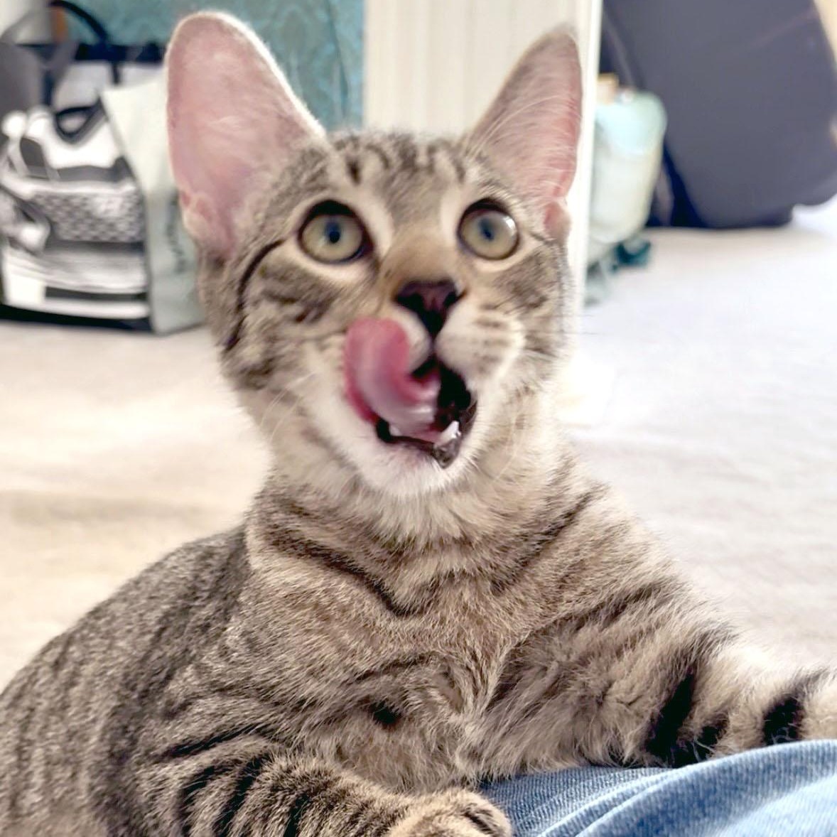 Enlarge Coffee Bean, a Adoptable Domestic Short Hair in Mauldin, SC image 2/6