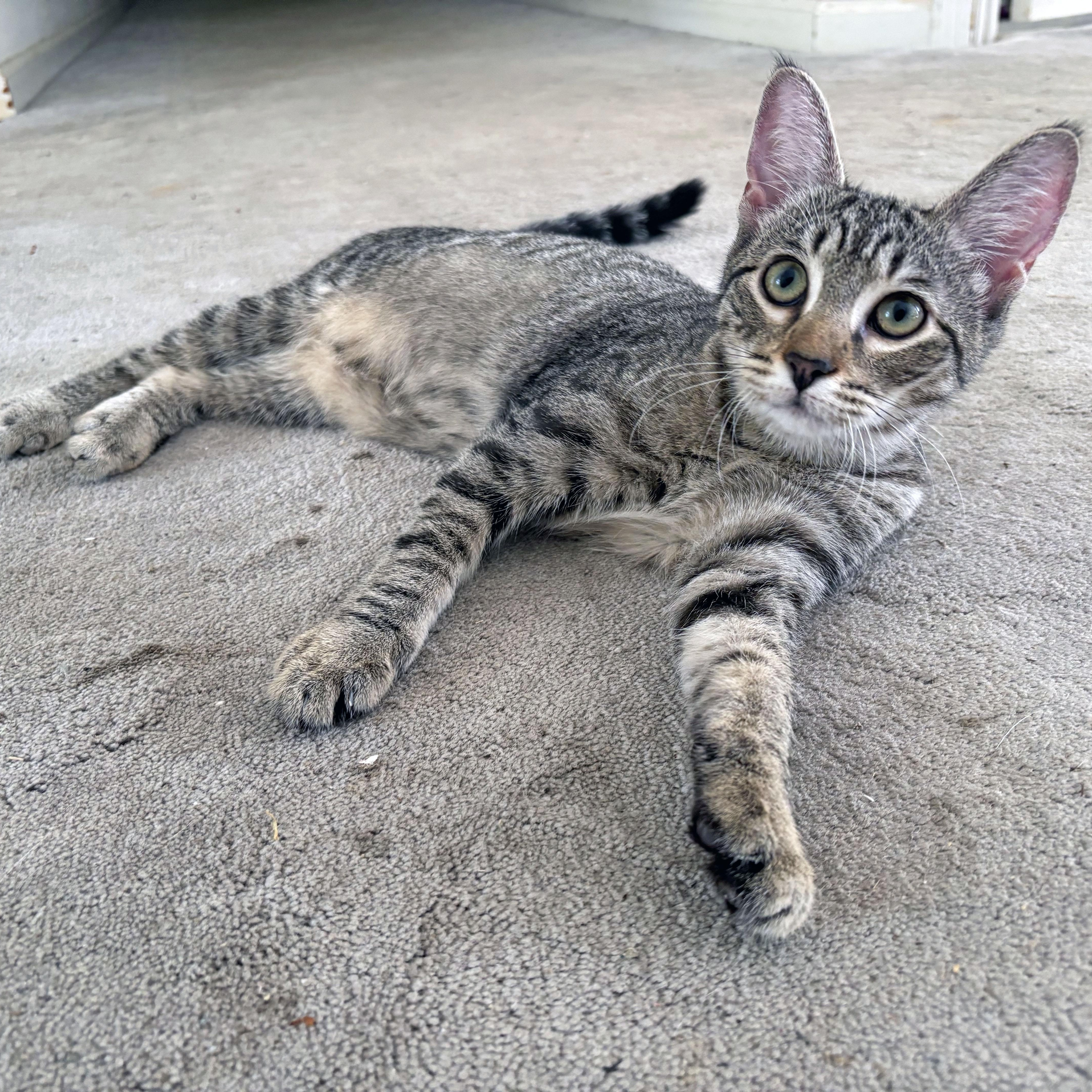Enlarge Coffee Bean, a Adoptable Domestic Short Hair in Mauldin, SC image 3/6