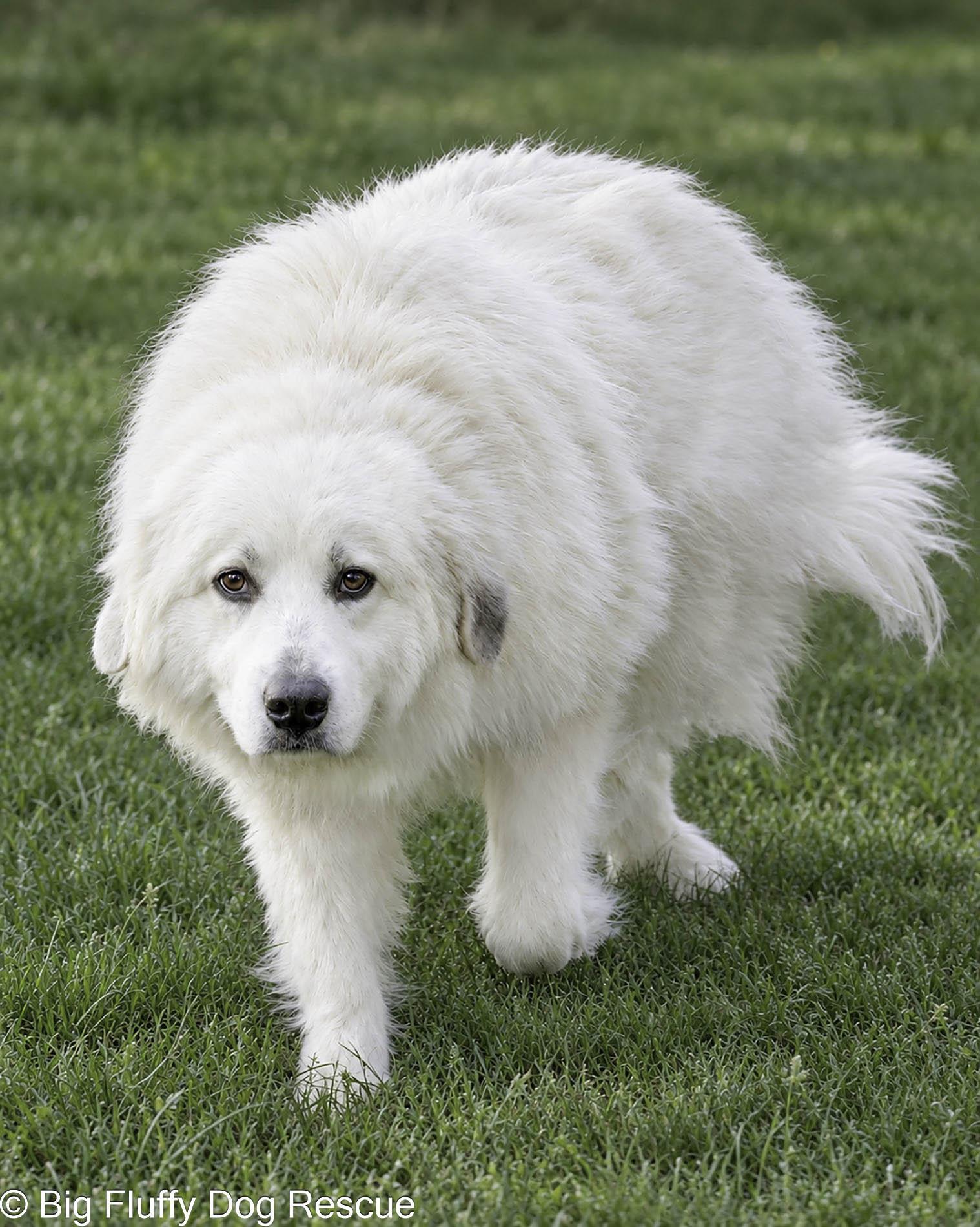 Enlarge Evie, a Adoptable Great Pyrenees in Grosse Pointe Park, MI image 3/4