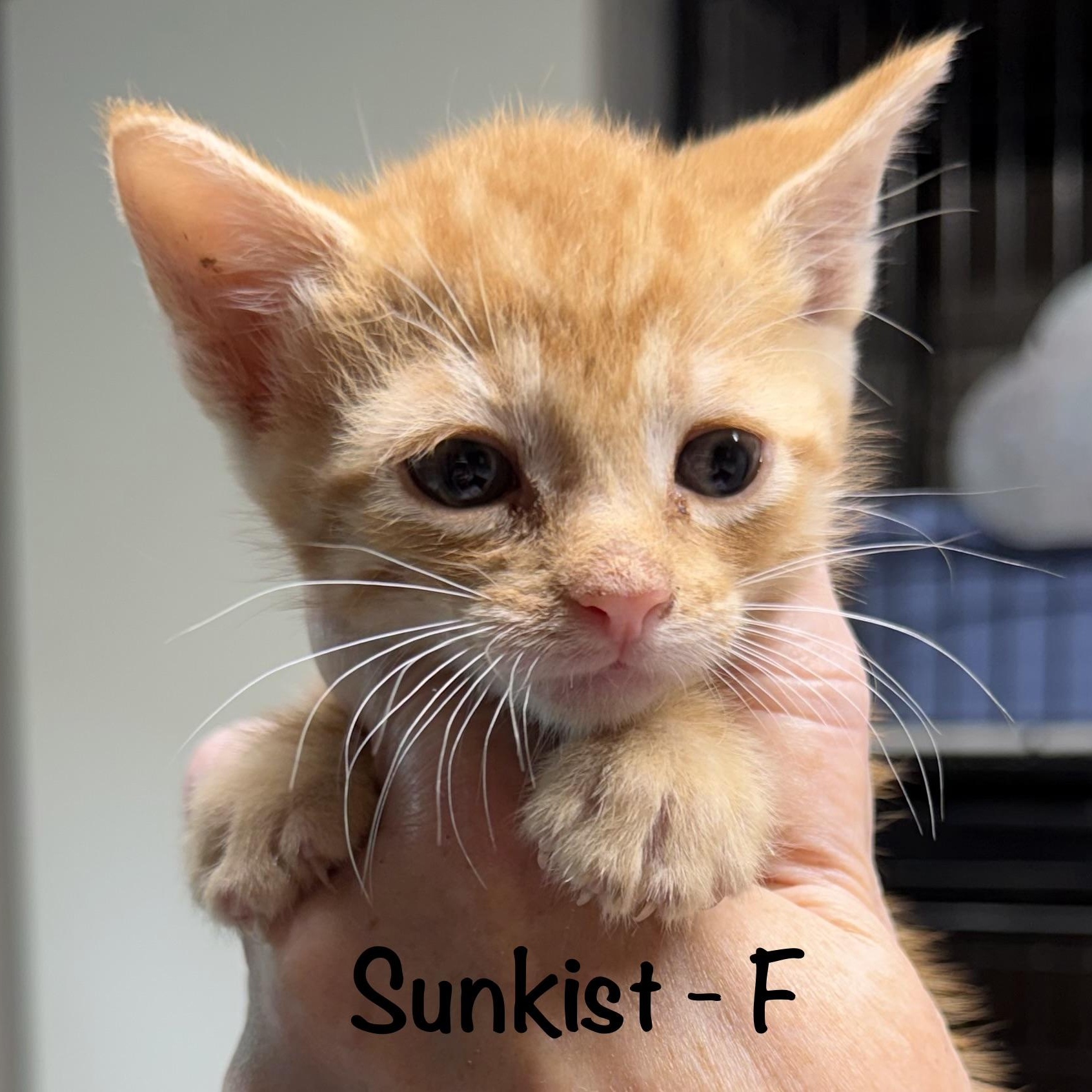 Enlarge Sunkist, an adopted mixed breed in Bulverde, TX image 1/1