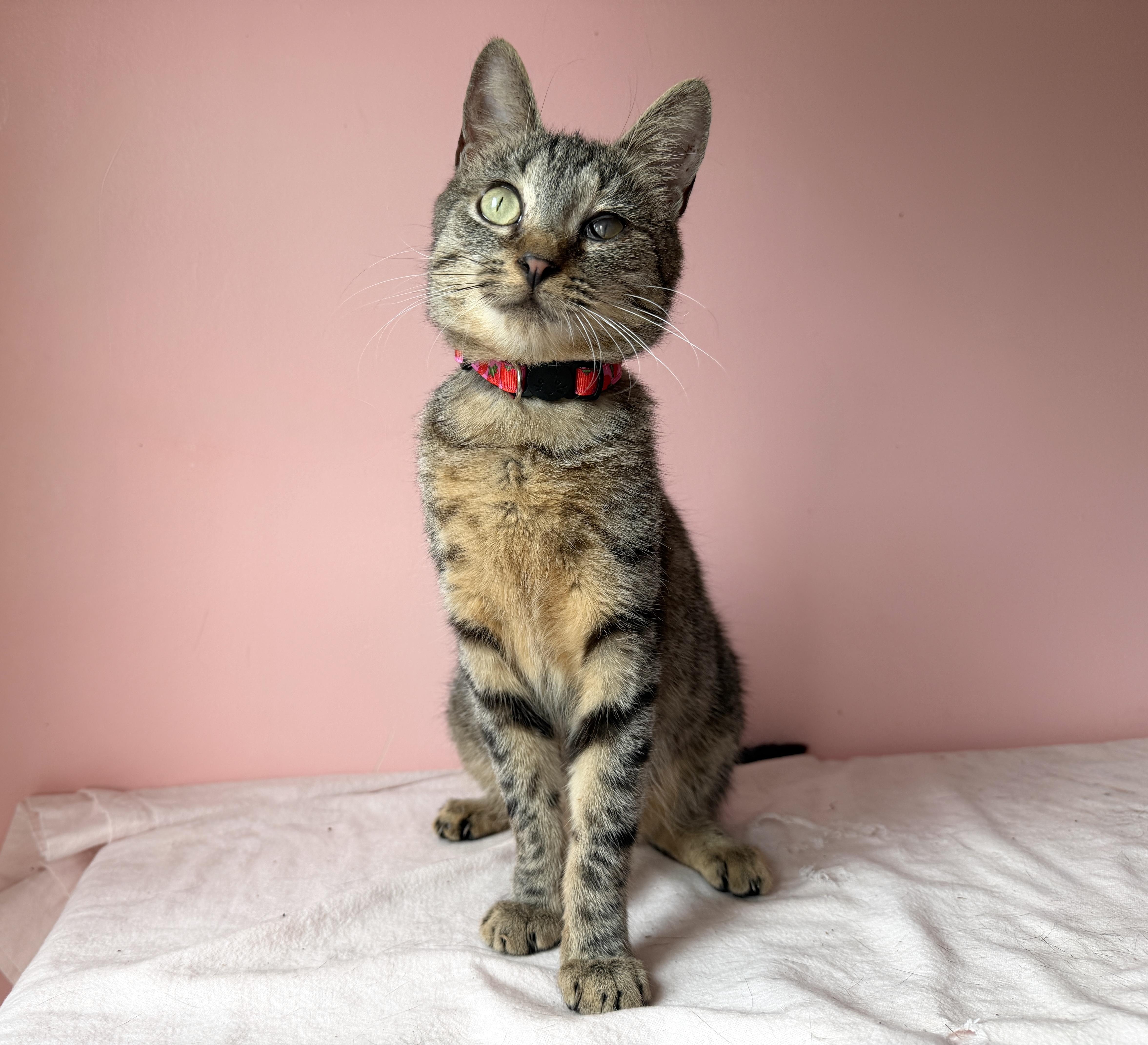 PEPPER, a ADOPTABLE Tabby in New York, NY image 2/4