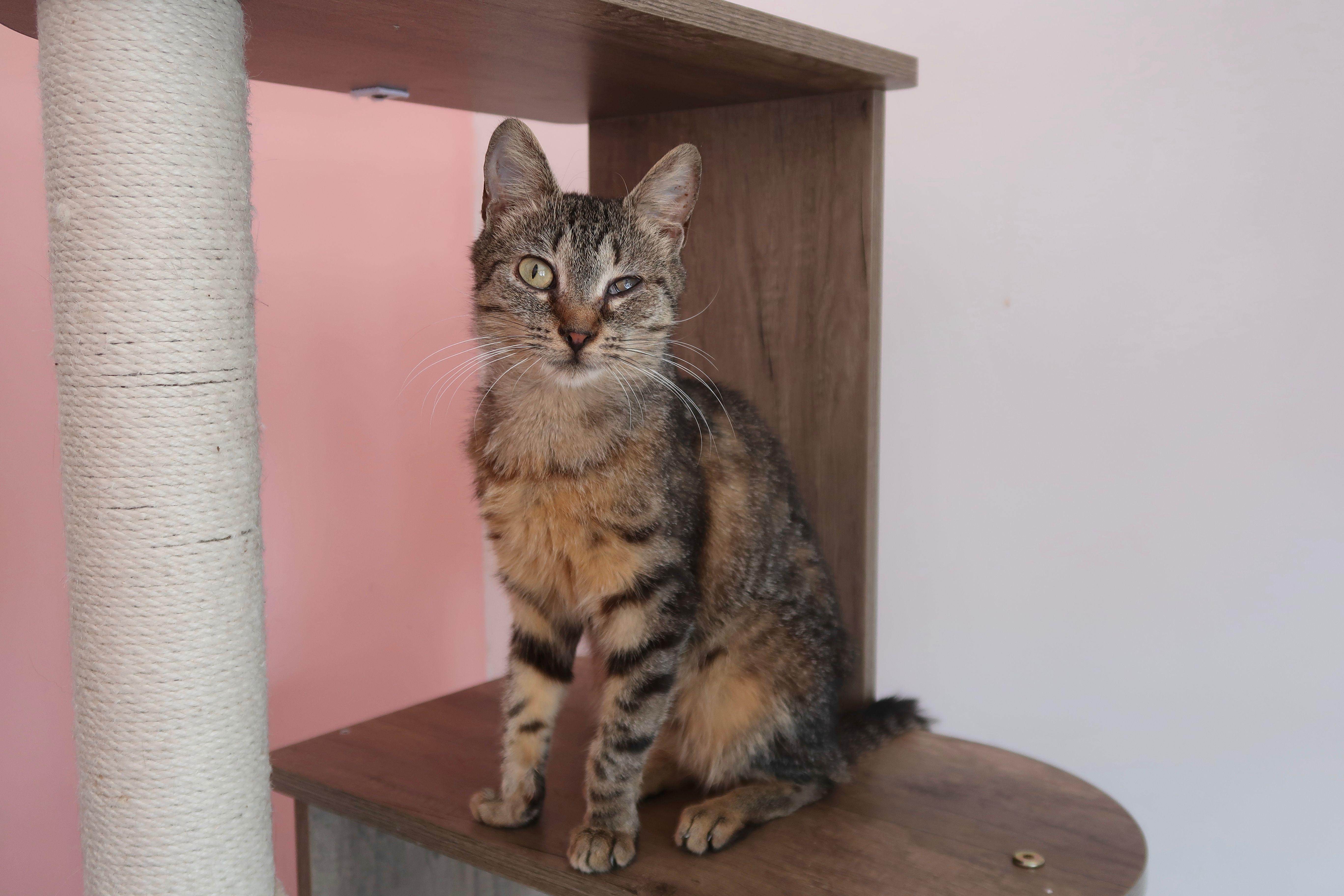 PEPPER, a ADOPTABLE Tabby in New York, NY image 3/4