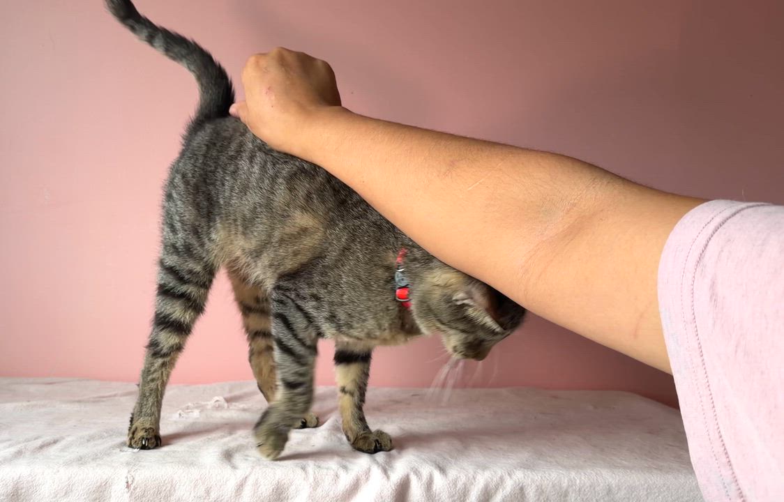 Enlarge PEPPER, a ADOPTABLE Tabby in New York, NY video 4/4