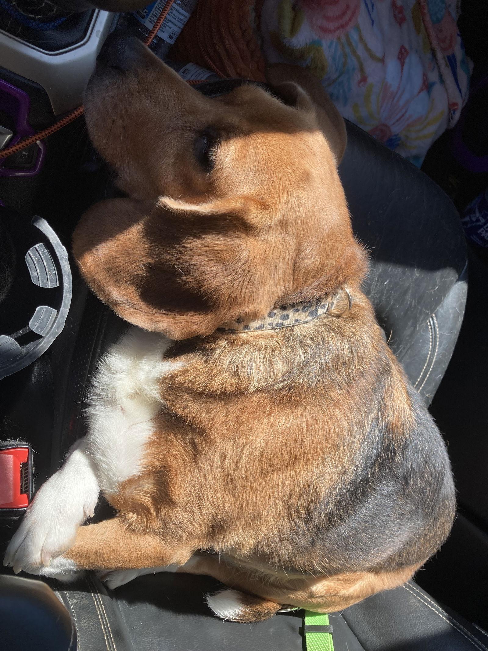 Minnie, Adoptable, Adult Female Beagle.