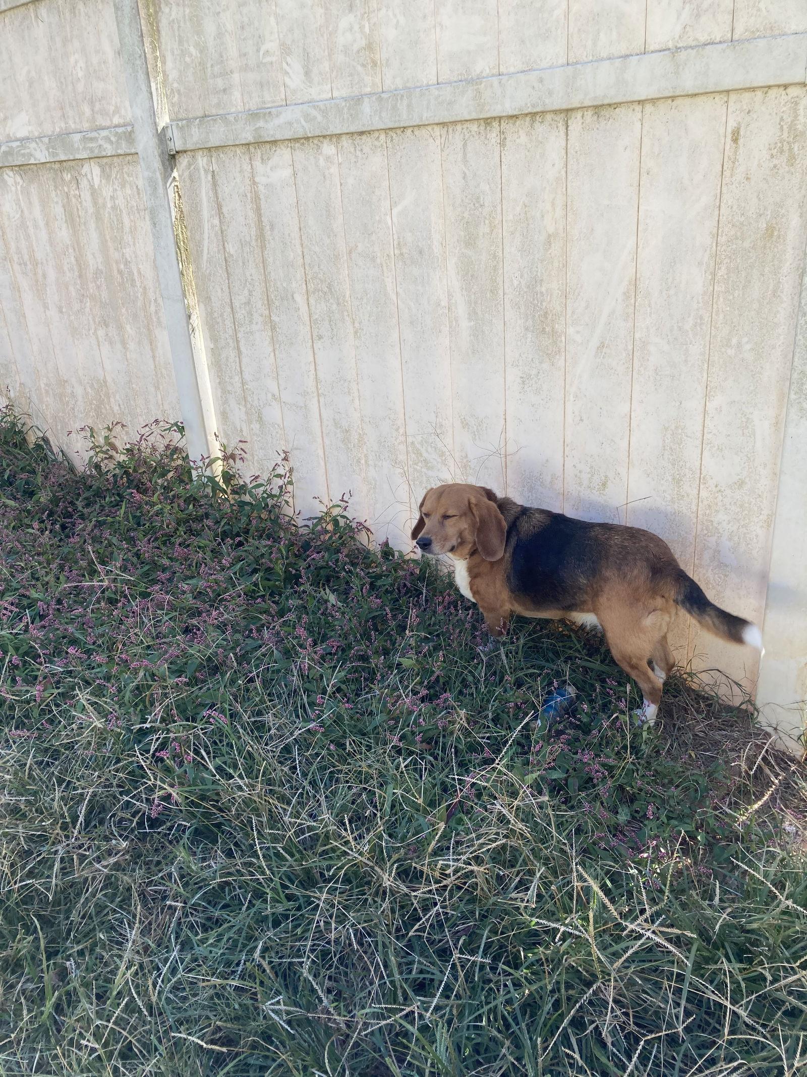 Minnie, a Adoptable Beagle in Chatham, VA image 3/3