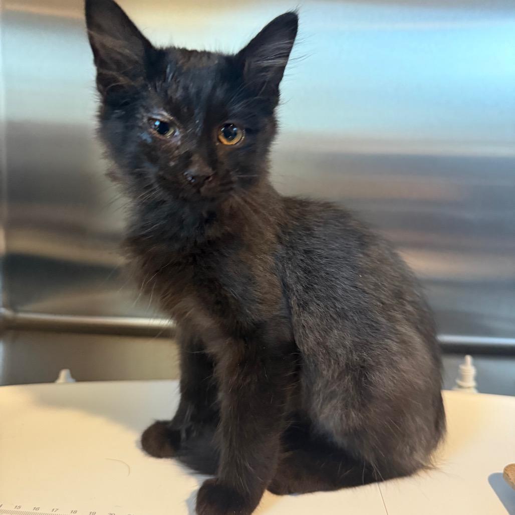 Enlarge Webby, a Adoptable Domestic Medium Hair in Cedaredge, CO image 1/1