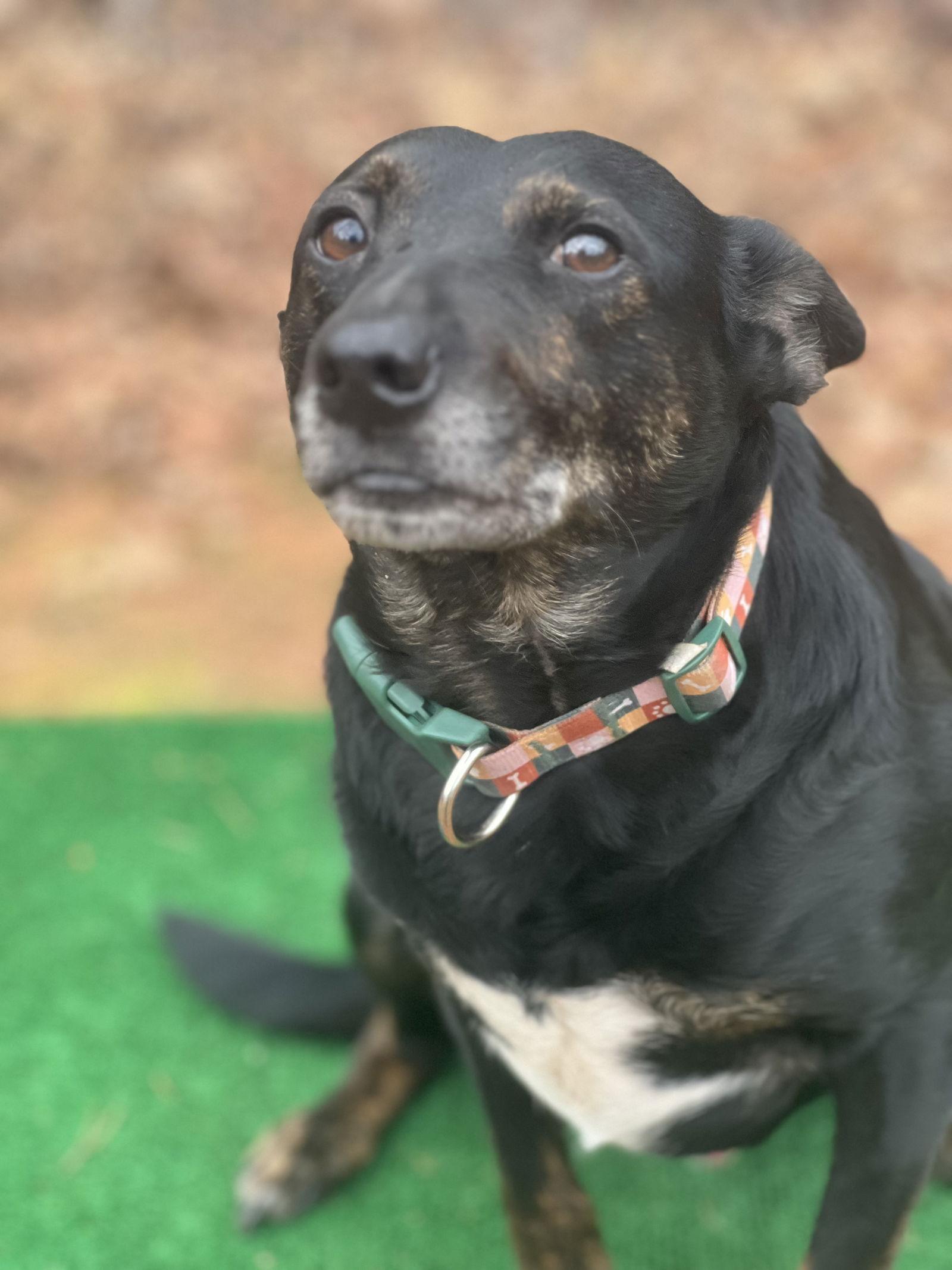 Enlarge Zay Zay, a Adoptable Australian Cattle Dog / Blue Heeler in Lakemont, GA image 1/3