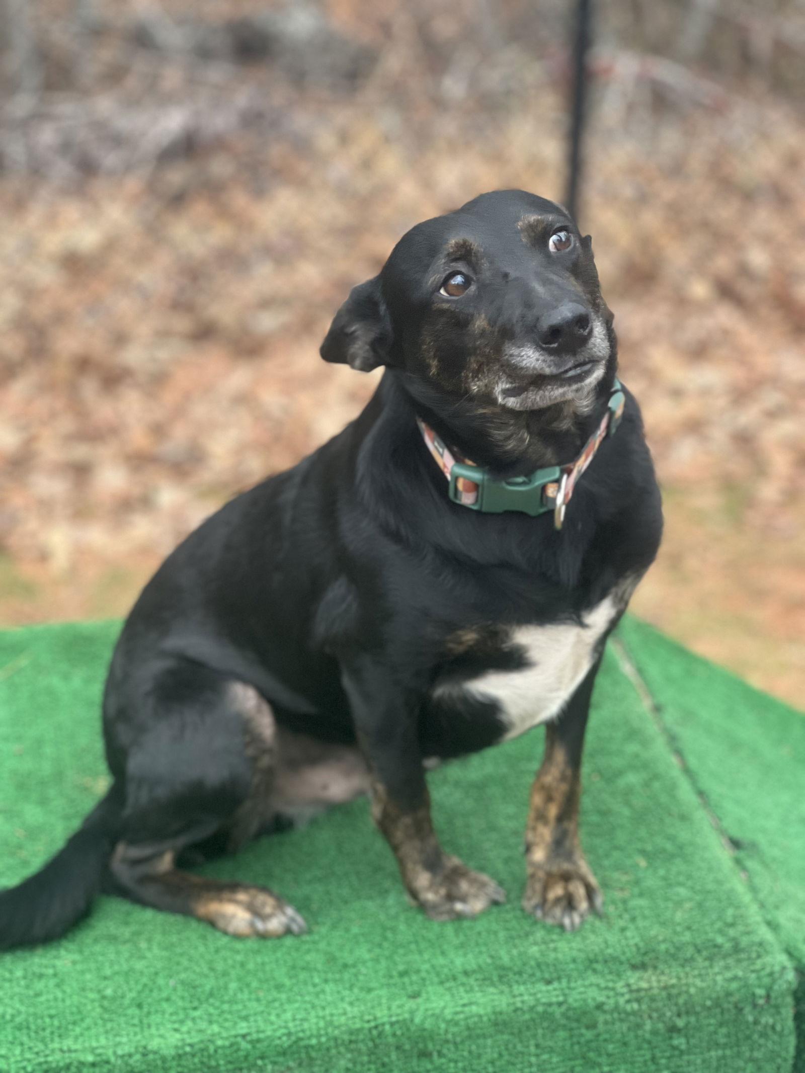 Enlarge Zay Zay, a Adoptable Australian Cattle Dog / Blue Heeler in Lakemont, GA image 2/3