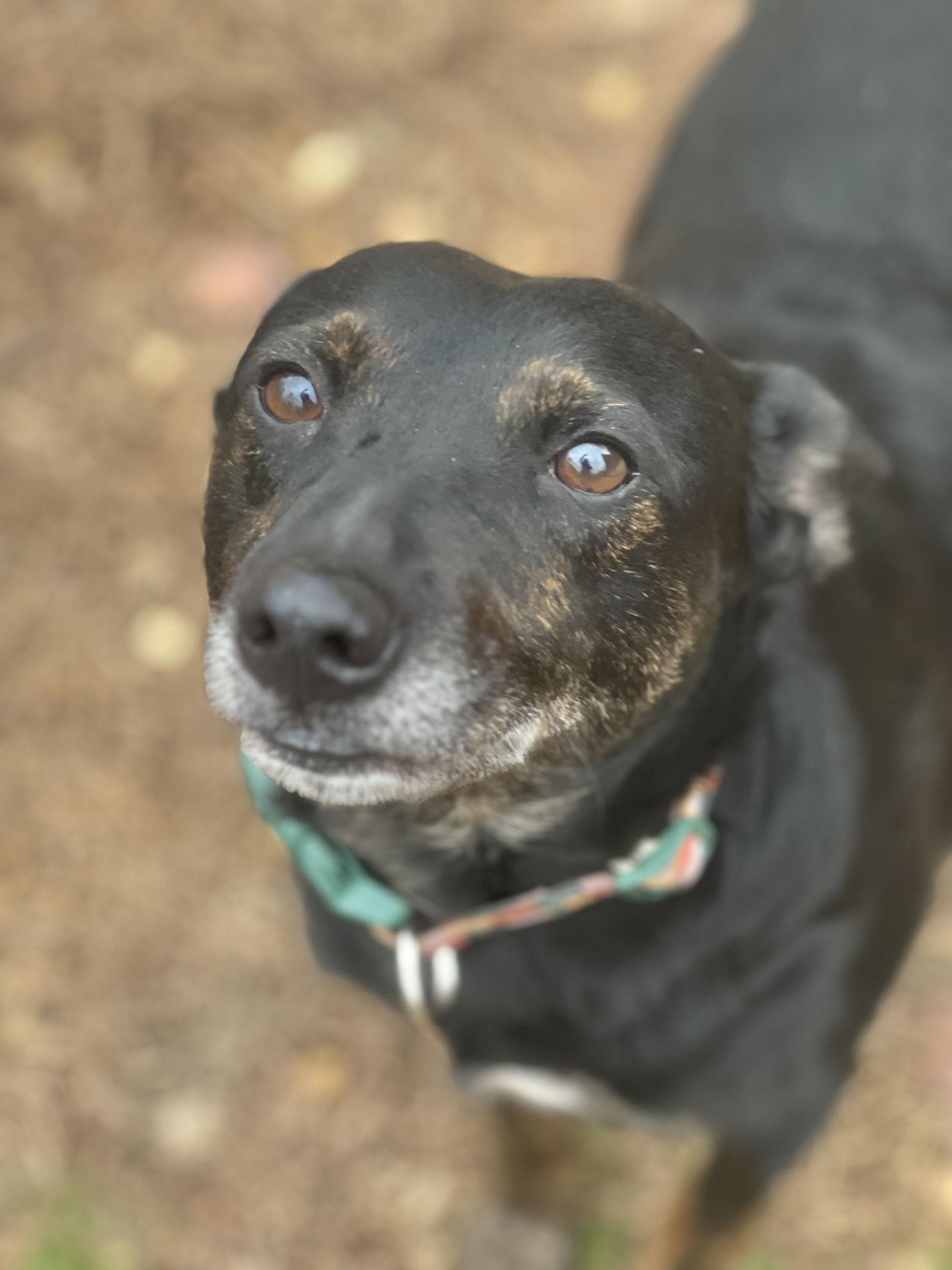 Enlarge Zay Zay, a Adoptable Australian Cattle Dog / Blue Heeler in Lakemont, GA image 3/3