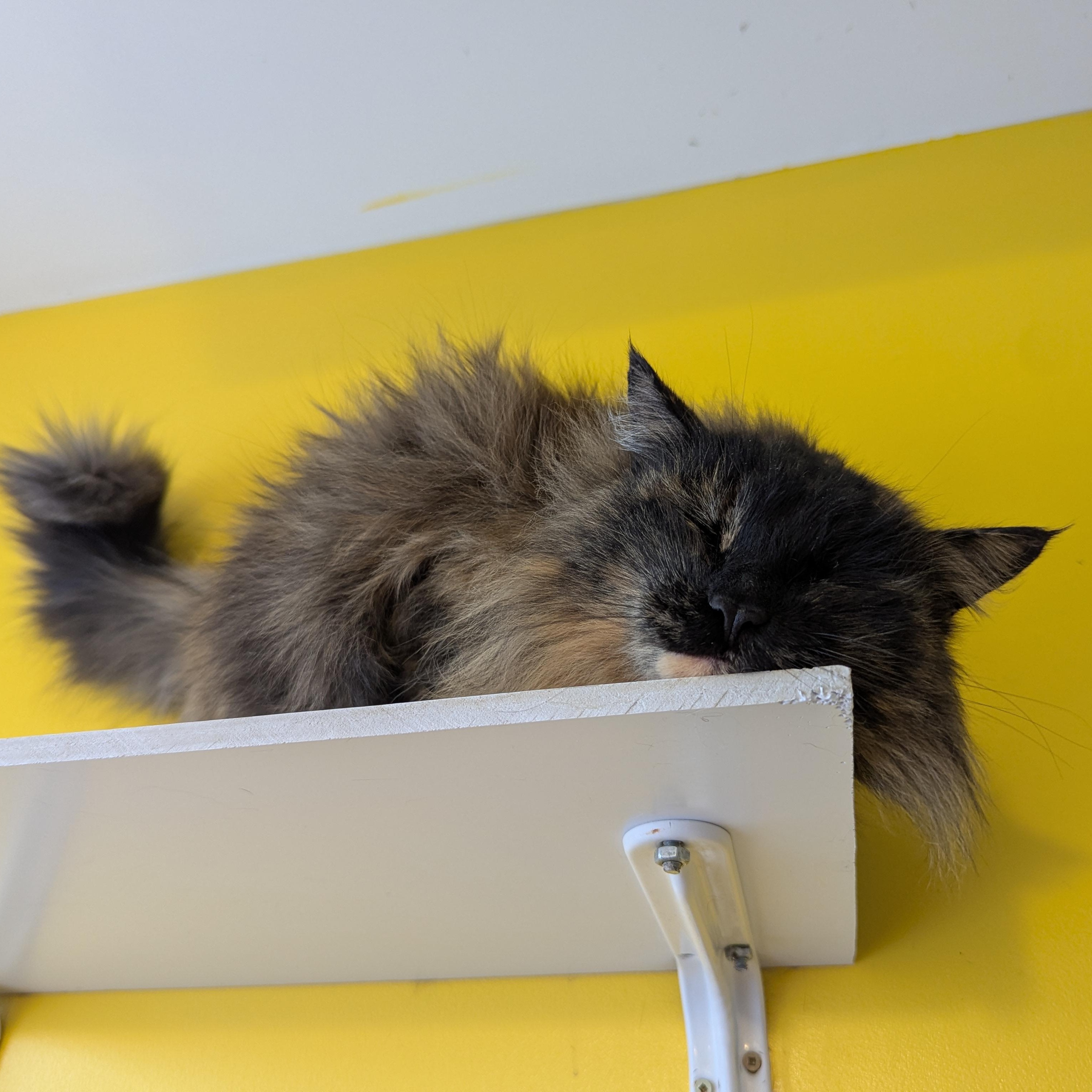 Enlarge Mary Poppins, an adopted Domestic Long Hair in Morden, MB image 3/6