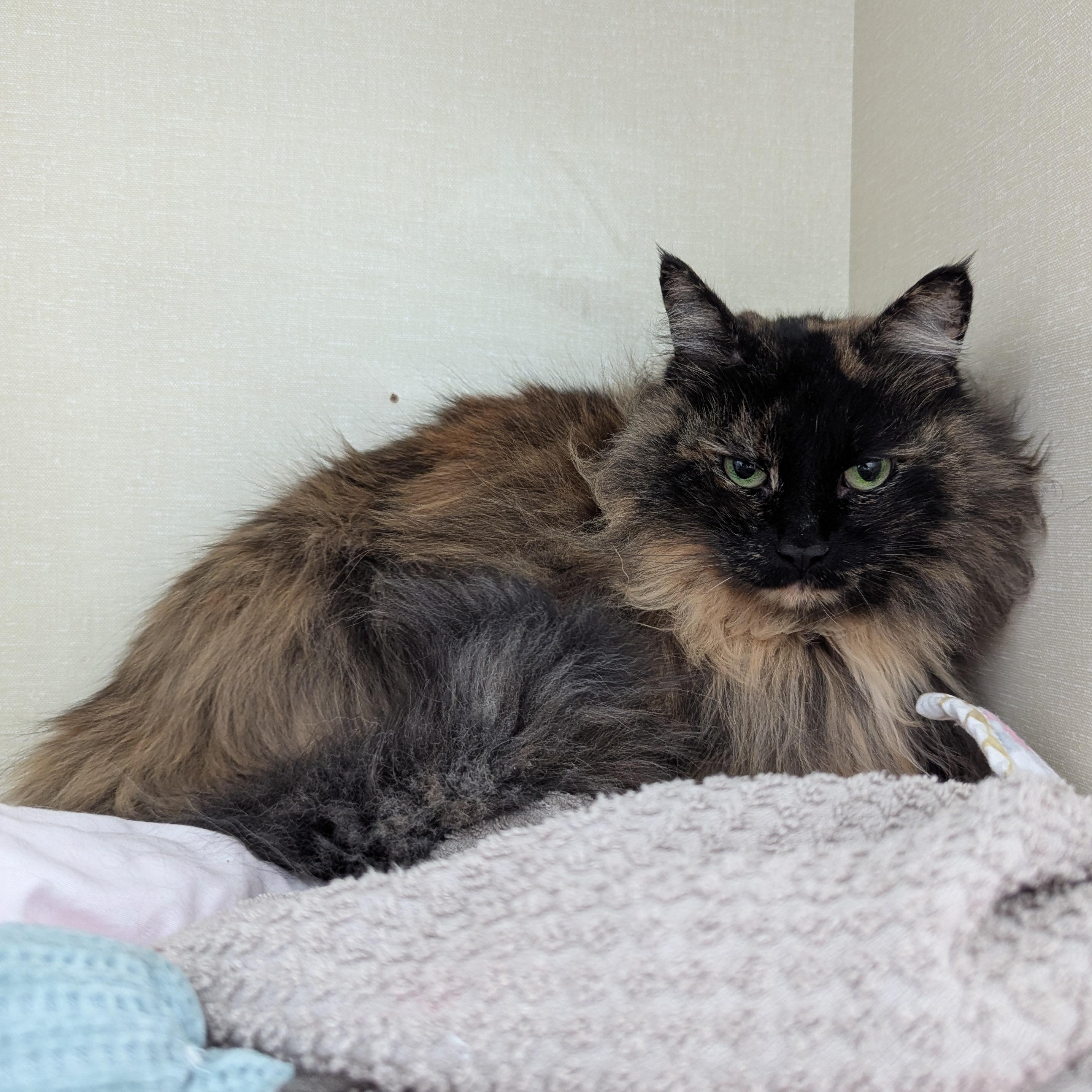 Enlarge Mary Poppins, an adopted Domestic Long Hair in Morden, MB image 2/6