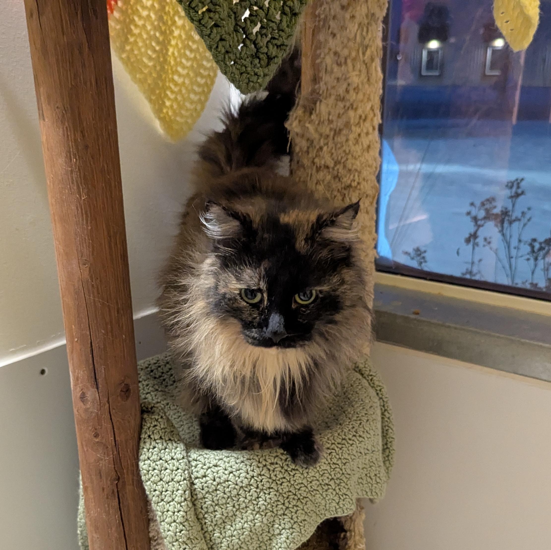 Enlarge Mary Poppins, an adopted Domestic Long Hair in Morden, MB image 6/6