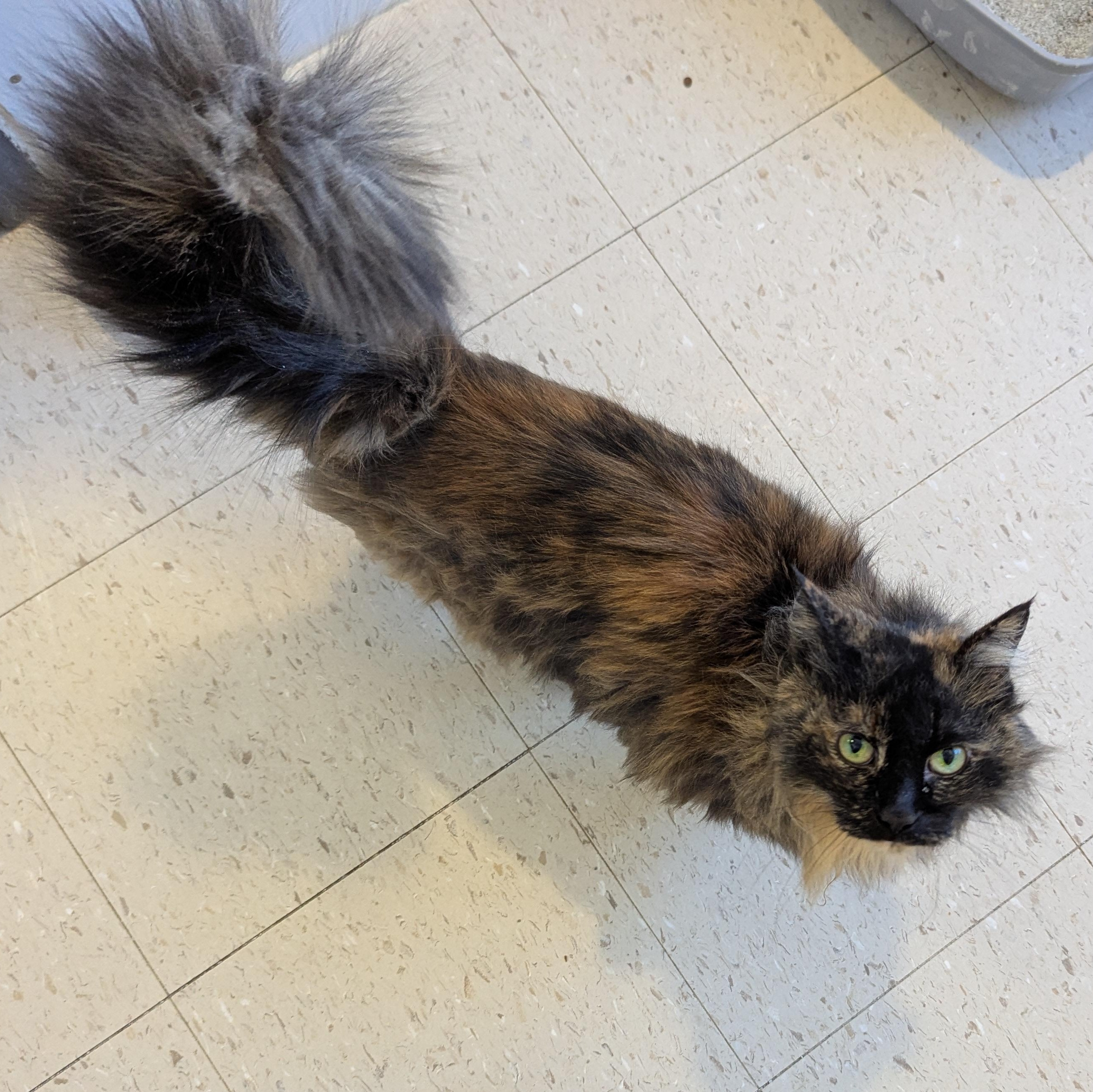 Enlarge Mary Poppins, an adopted Domestic Long Hair in Morden, MB image 4/6