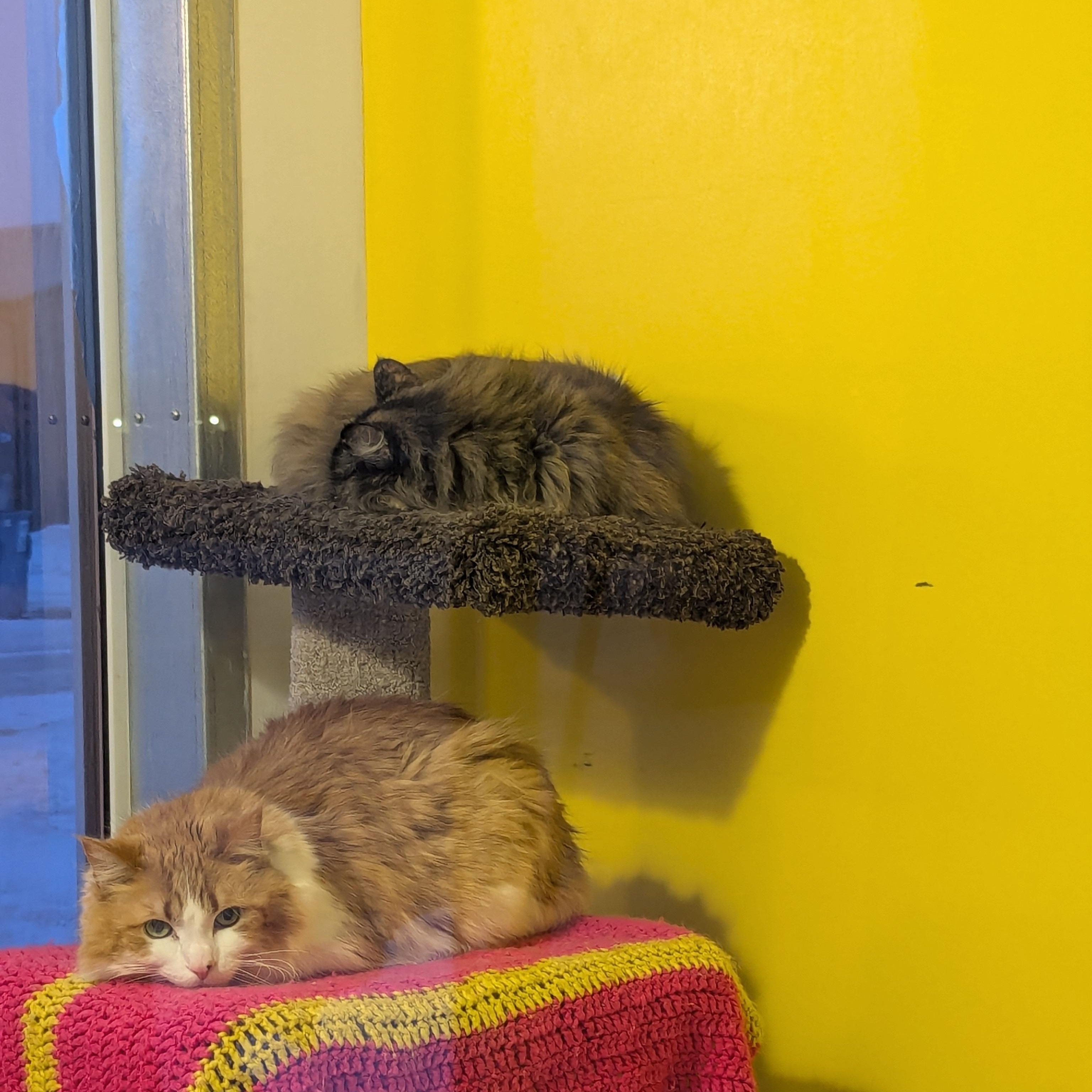 Enlarge Mary Poppins, an adopted Domestic Long Hair in Morden, MB image 5/6