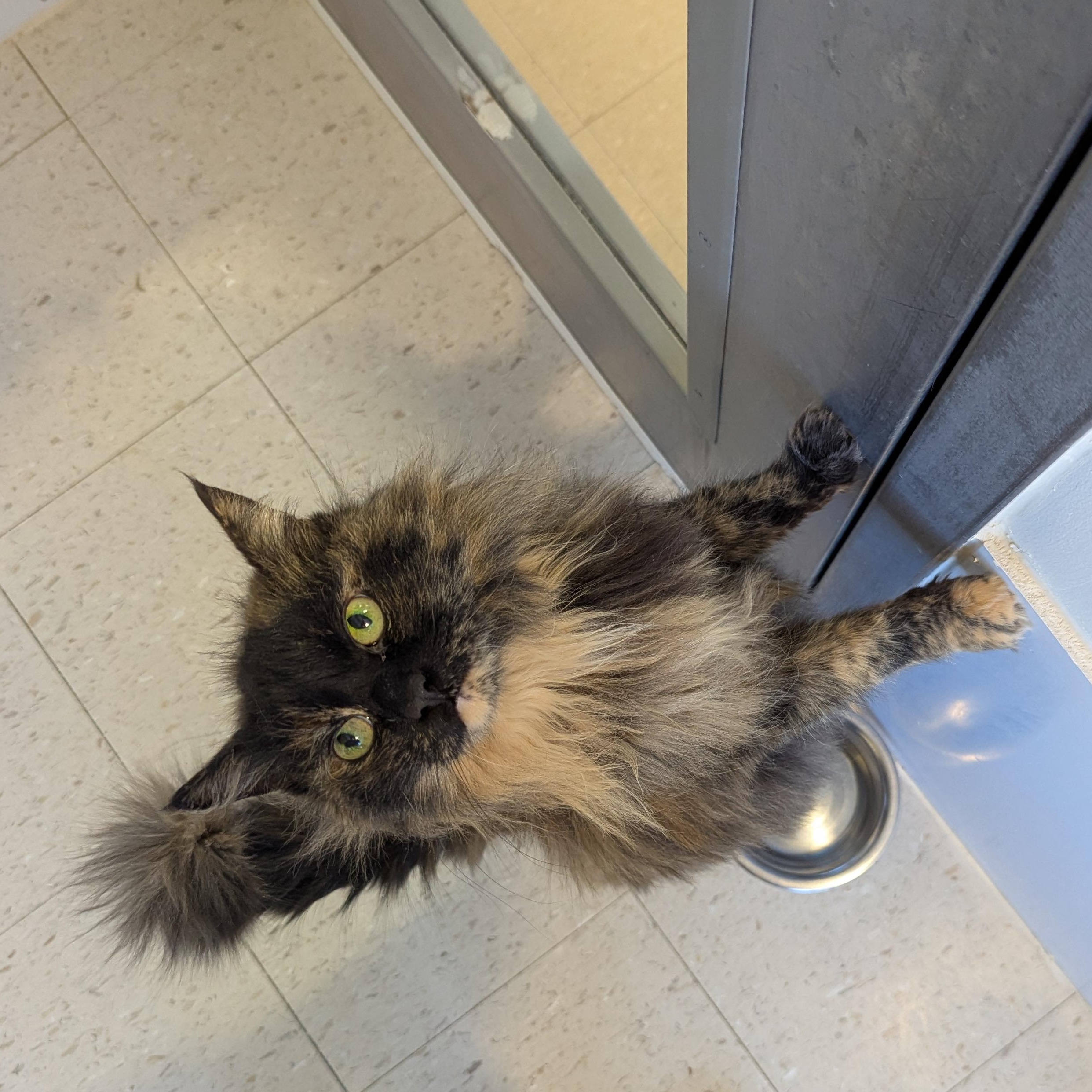 Mary Poppins, adopted, Senior Female Domestic Long Hair.