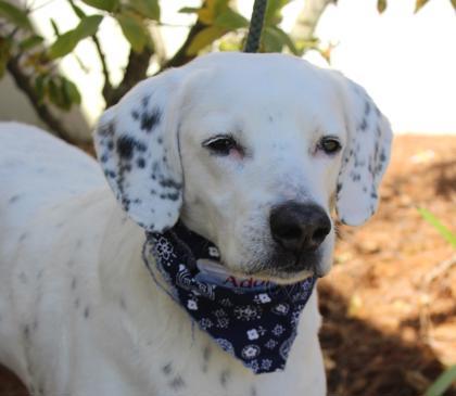 Enlarge Bernard, a Adoptable mixed breed in Brunswick, GA image 1/3