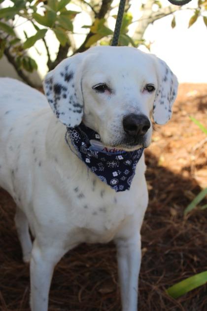 Enlarge Bernard, a Adoptable mixed breed in Brunswick, GA image 2/3