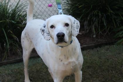 Bernard, Adoptable, Adult Male Hound & Mixed Breed.
