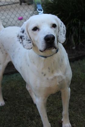 Enlarge Bernard, a Adoptable mixed breed in Brunswick, GA image 2/2
