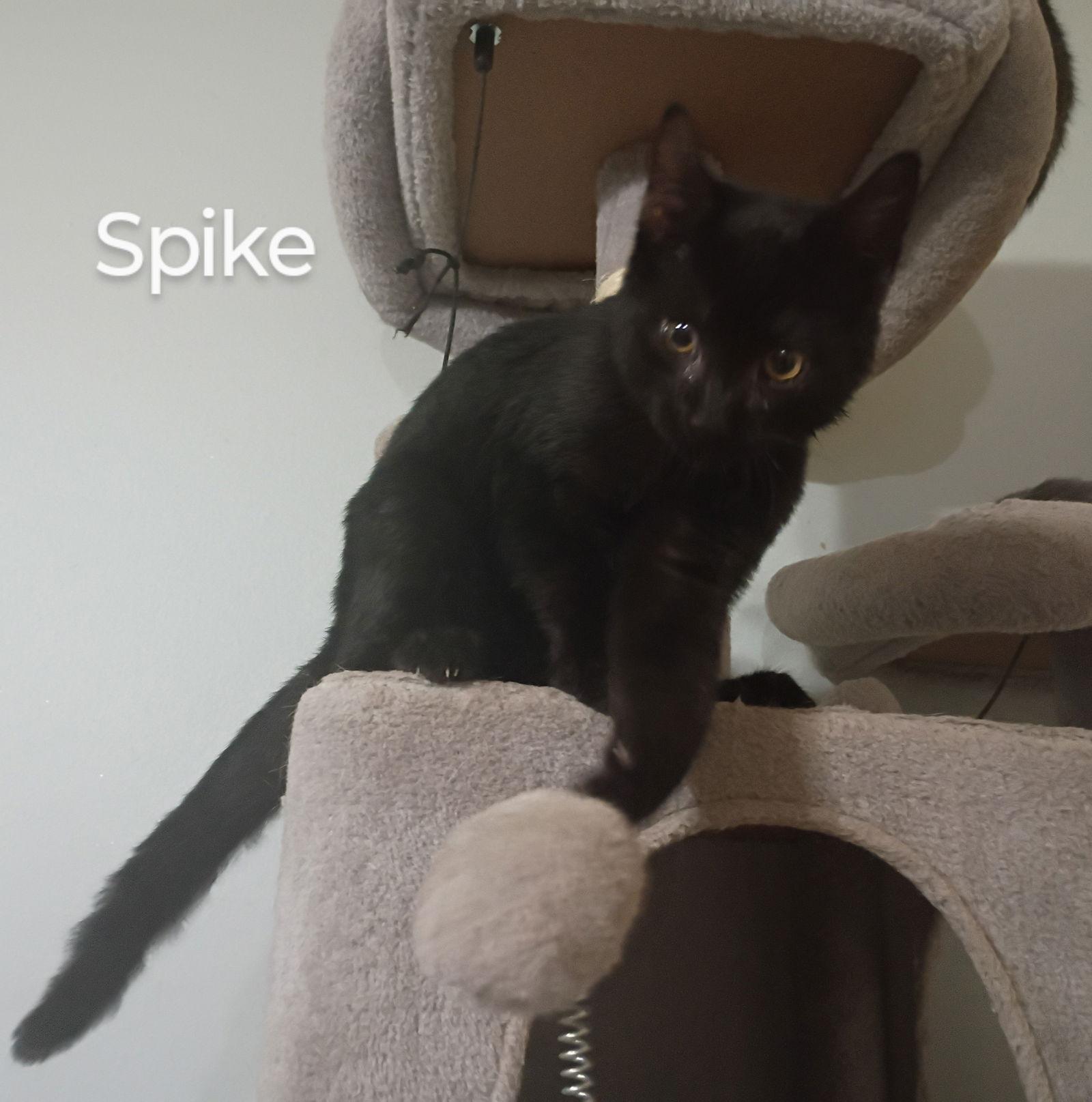 Spike, a Adoptable Domestic Short Hair in Niles, MI image 1/3
