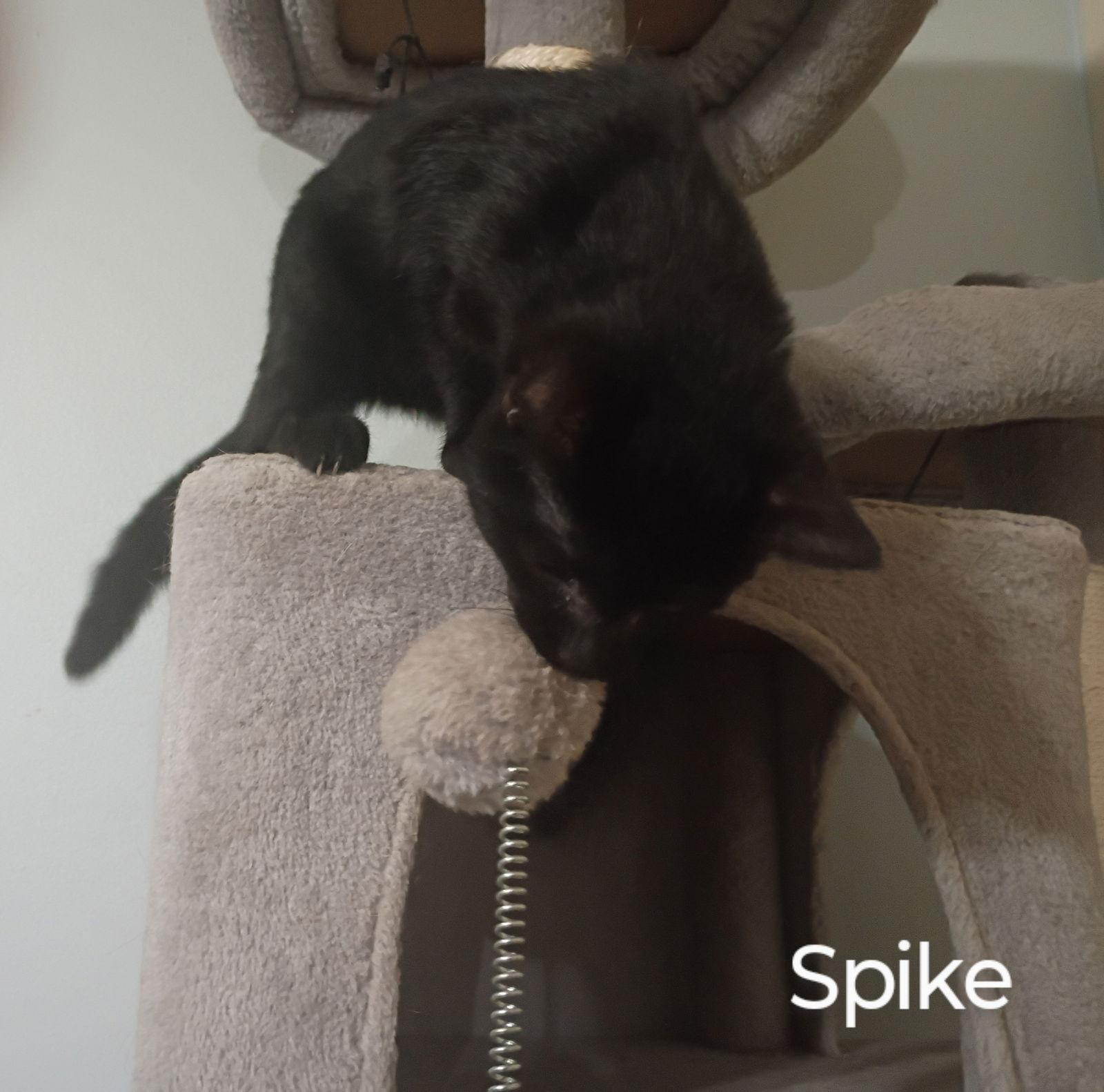 Spike, a Adoptable Domestic Short Hair in Niles, MI image 2/3